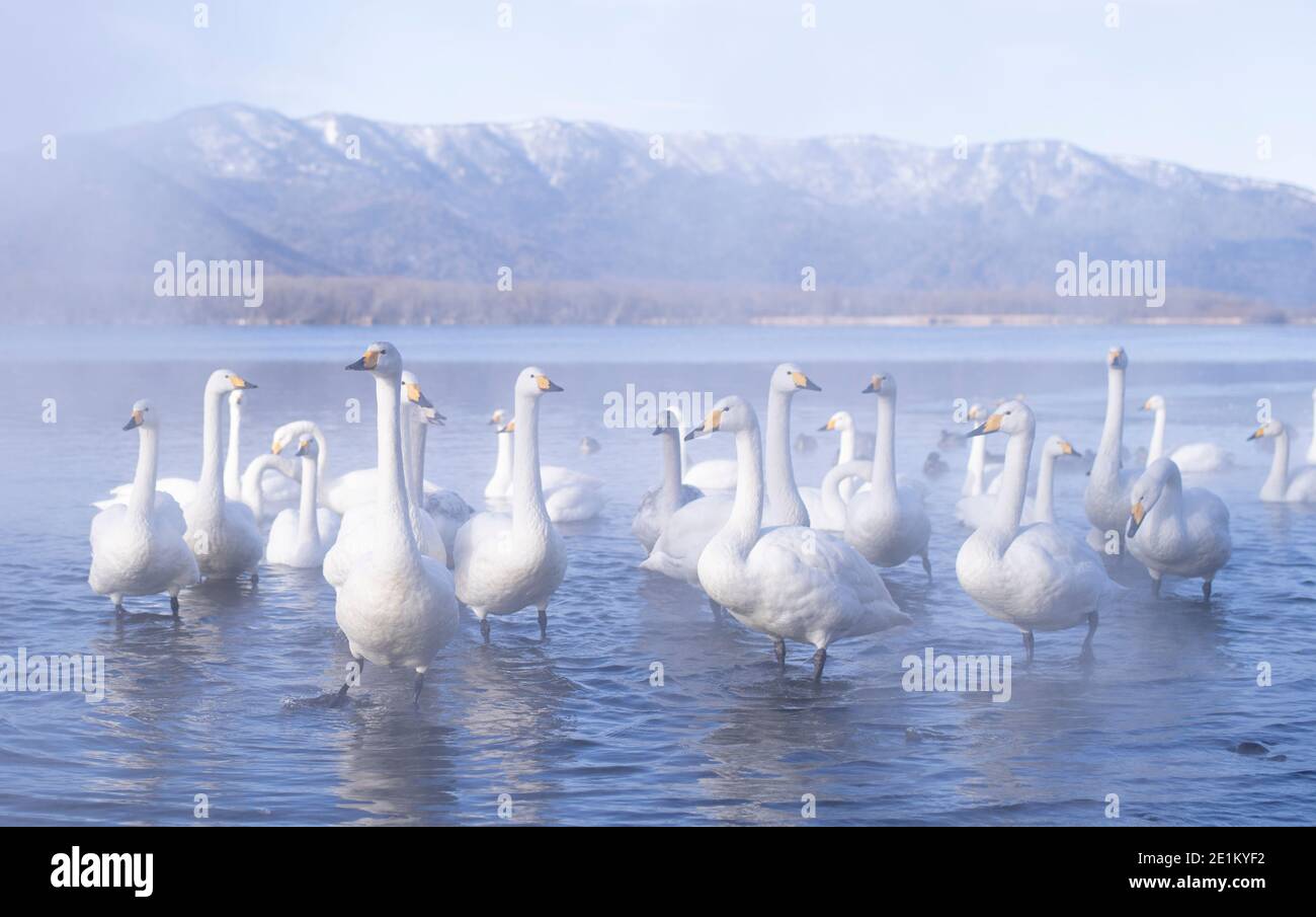 I cigni di Whooper (Cygnus cygnus) al lago Kussharo 屈斜路湖, Kussharo-ko caldera lago Akan National Park, Hokkaido, Giappone. Foto Stock