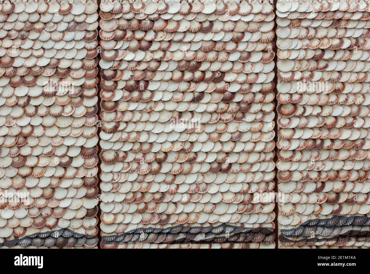 Una parete di giardino coperta di conchiglie di mare bianche brownisch visto in un giardino a vista. Foto Stock