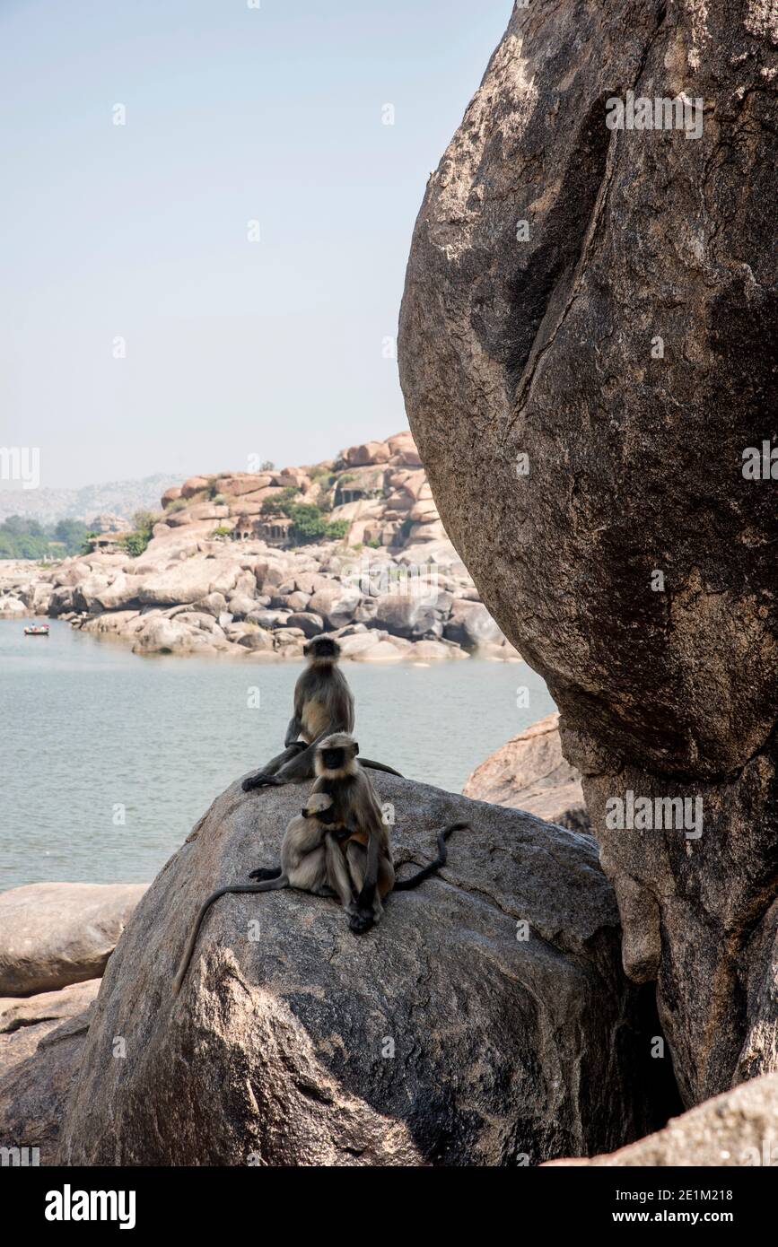 Gruppo di langur Grigio che riposa sulla roccia Foto Stock