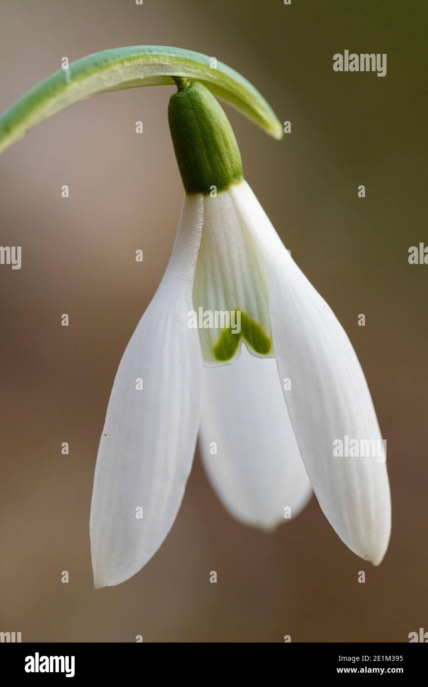 Snowdrop comune (Galanthus nivalis), primo piano di un fiore, Campania, Italia Foto Stock