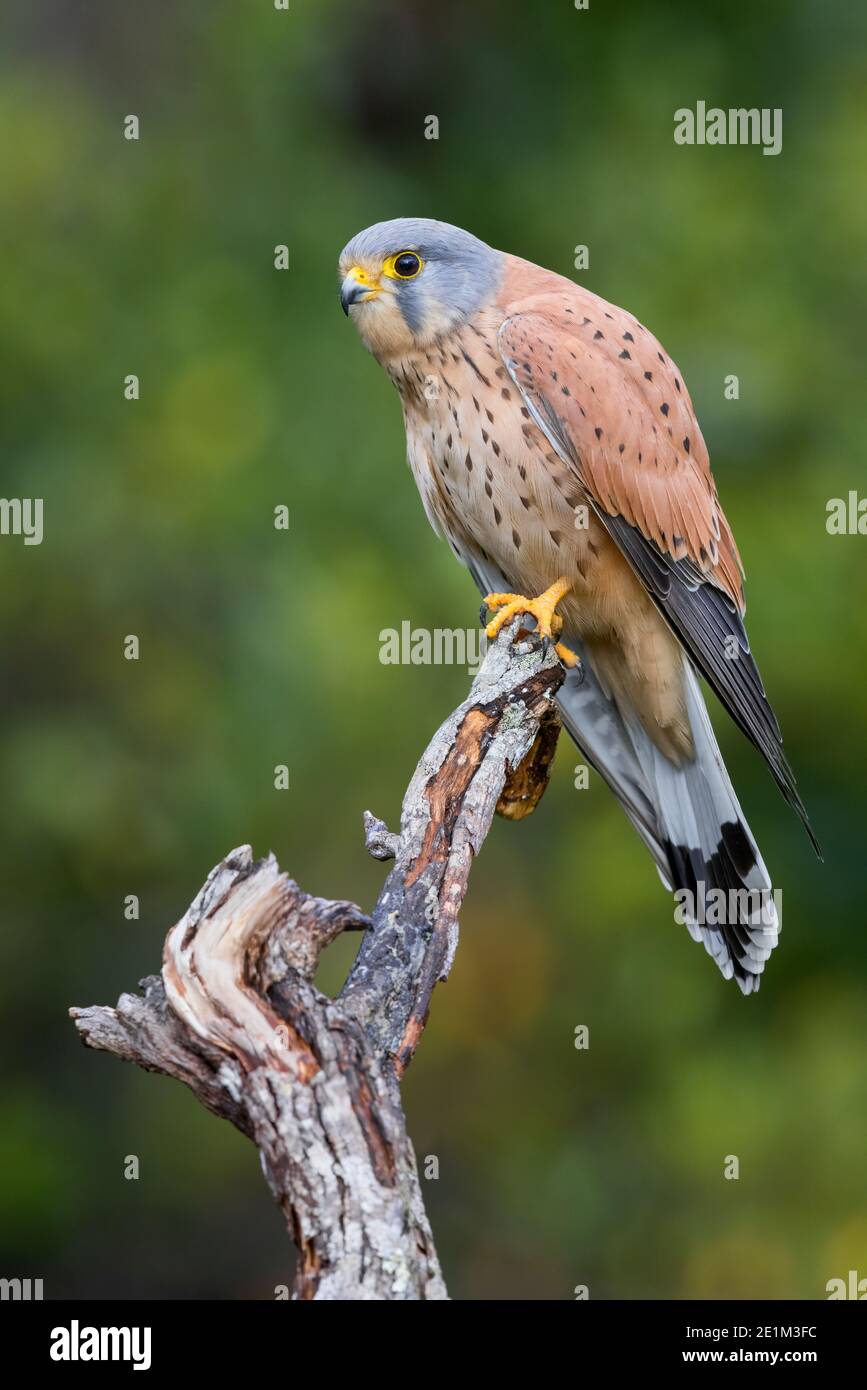 Kestrel comune (Falco tinnunculus), maschio adulto arroccato su un ramo morto, Campania, Italia Foto Stock