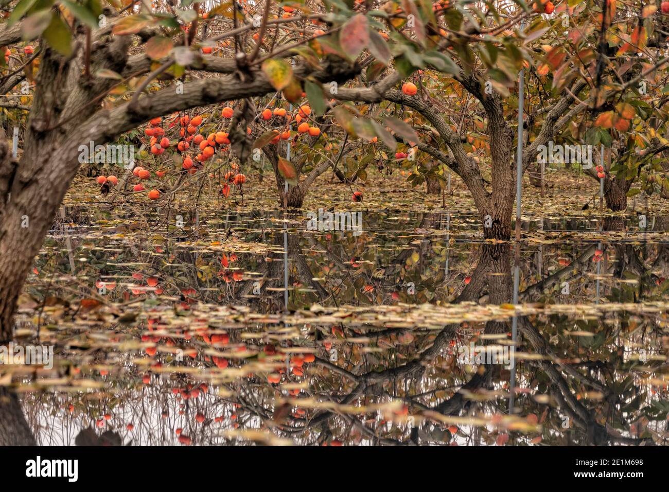 Riflessione di rami con frutti maturi di persimmon in acqua. Israele Foto Stock