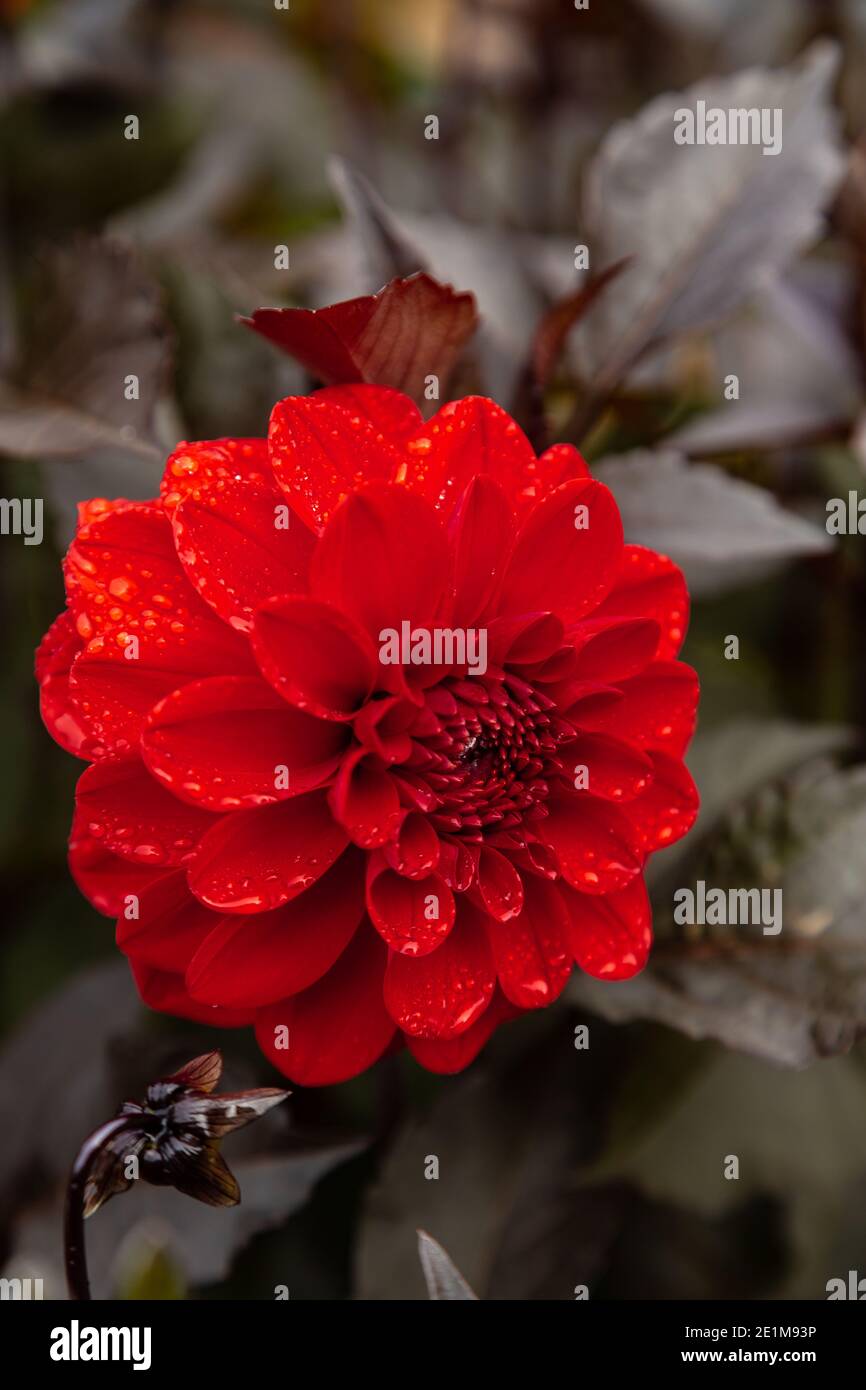 Dalia in primo piano per mostrare i suoi colori incredibilmente vivaci Foto Stock