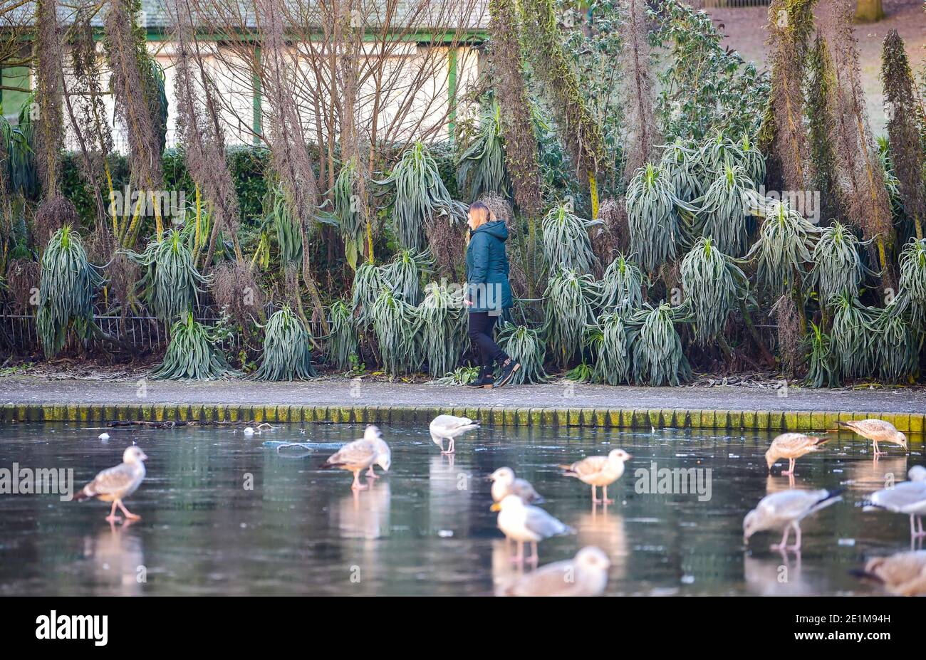 Brighton UK 8 gennaio 2021 - camminatori intorno al Queens Park Brighton stagno in una giornata molto fredda gelosa nel Sud Est . Più neve e sleet è previsto per alcune parti della Gran Bretagna con temperature di congelamento, ma si prevede di riscaldarsi nel fine settimana: Credit Simon Dack / Alamy Live News Foto Stock