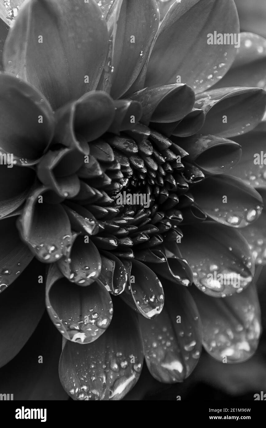 Dalia in primo piano per mostrare il suo straordinario design in bianco e nero Foto Stock