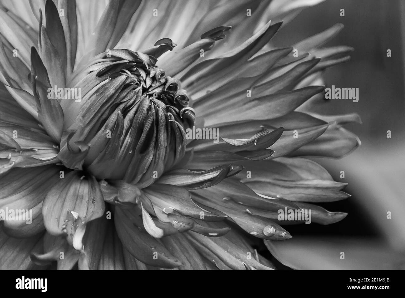 Dalia in primo piano per mostrare il suo straordinario design in bianco e nero Foto Stock