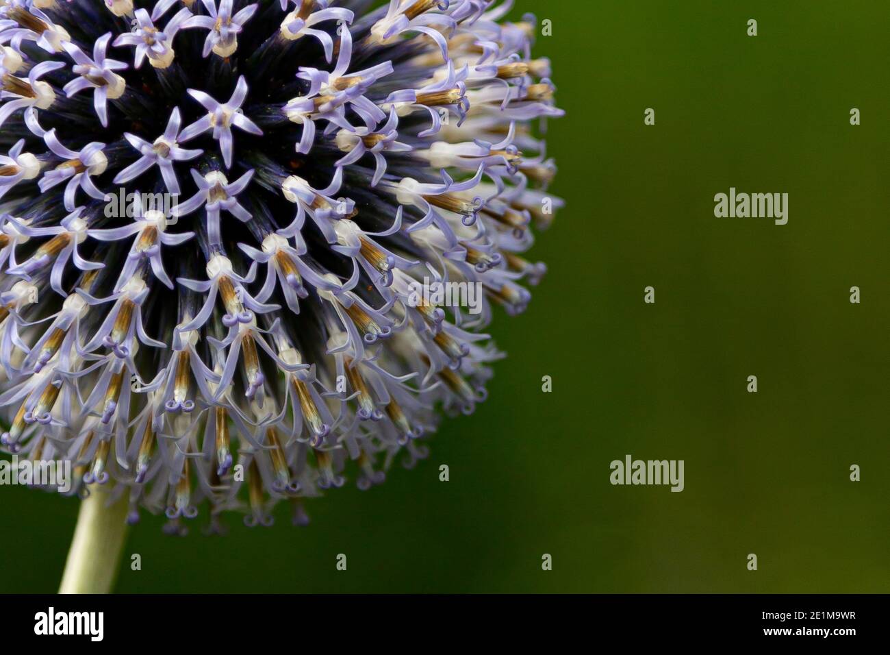 Fiori di cardo selvatico con punte Foto Stock