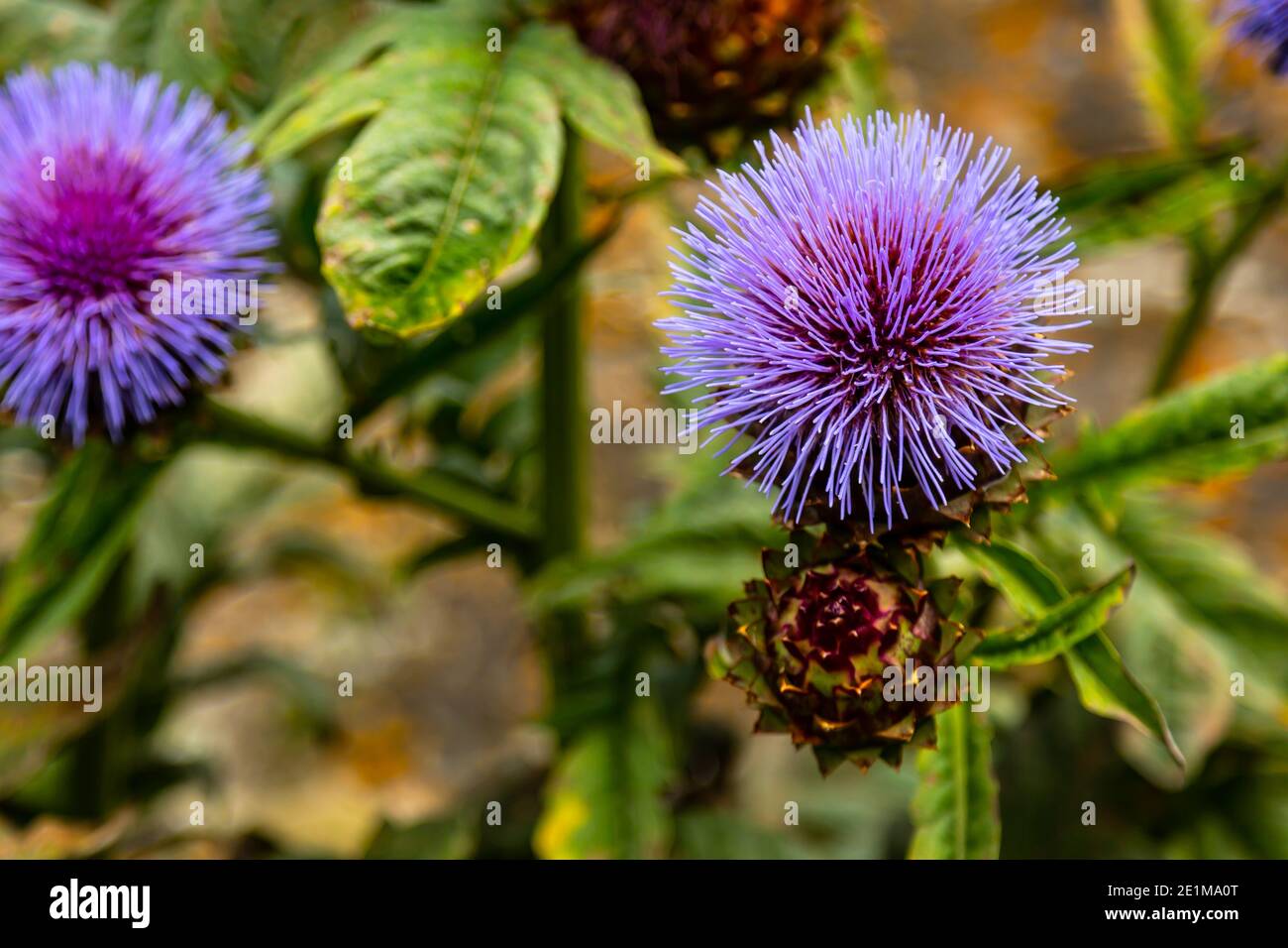 Fiori di cardo selvatico con punte Foto Stock