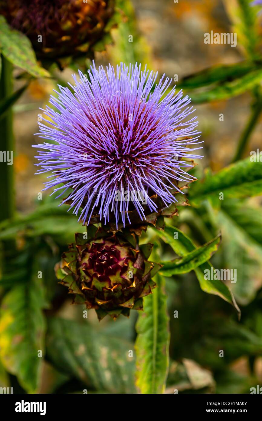 Fiori di cardo selvatico con punte Foto Stock