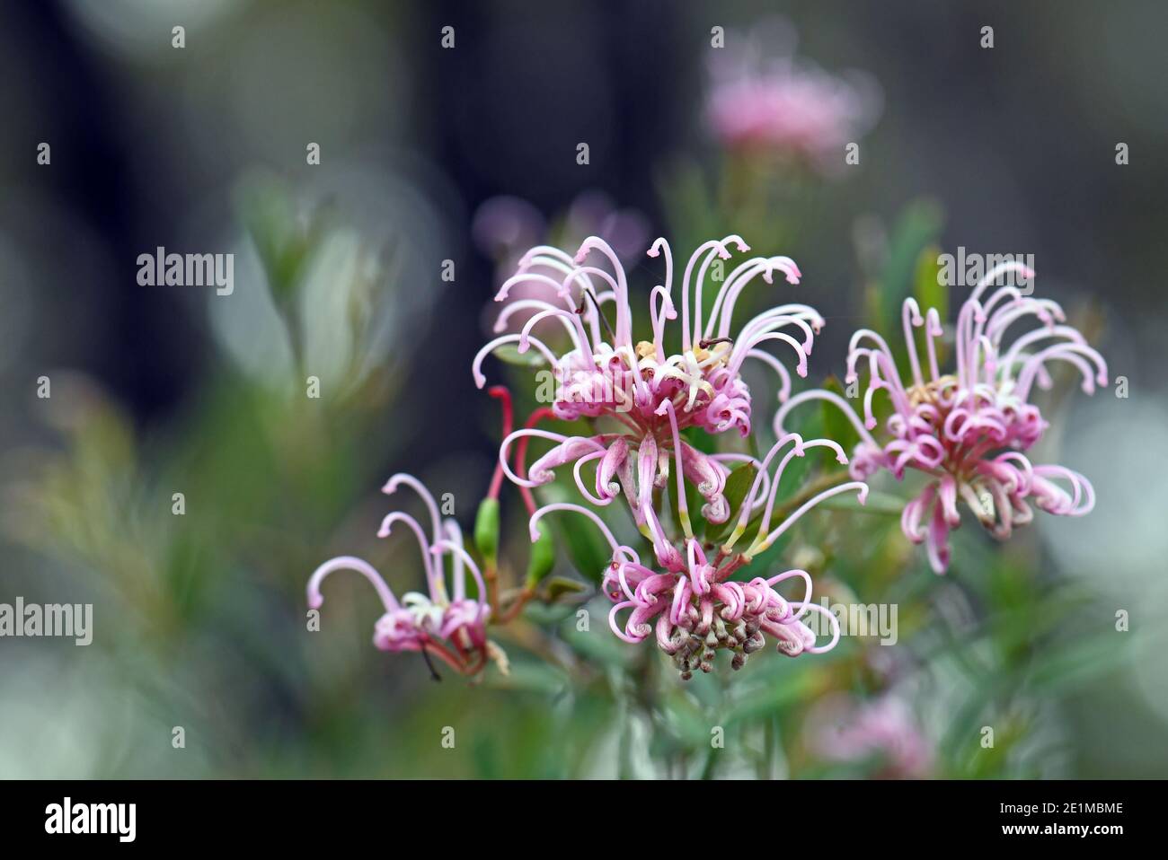 Fiori di ragno rosa australiani, Grevillea sericea, famiglia Proteaceae, Sydney, Australia Foto Stock