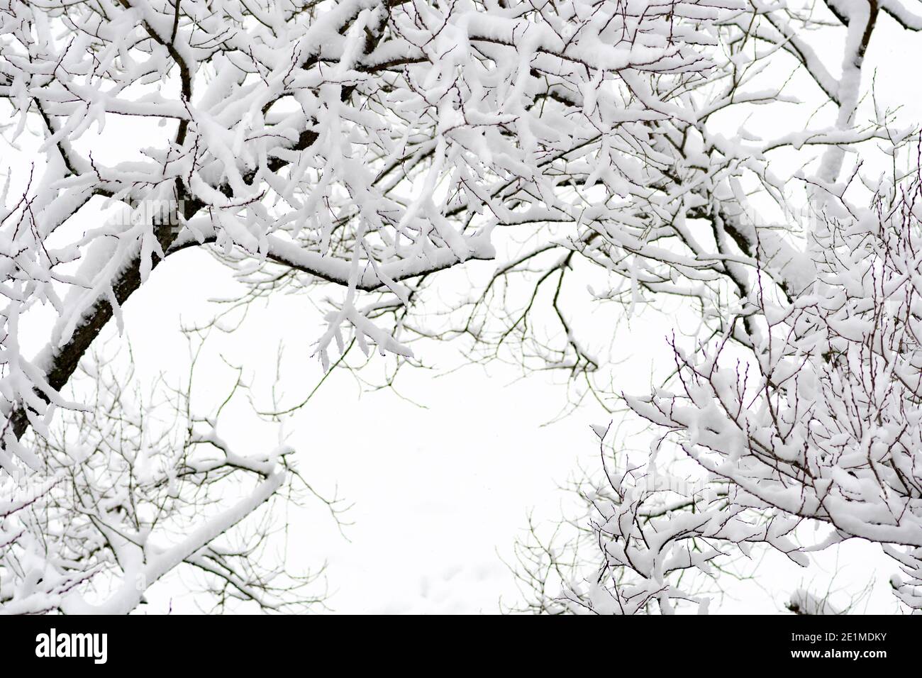 Meraviglioso paesaggio invernale bianco con alberi ricoperti di neve dopo nevicata Foto Stock