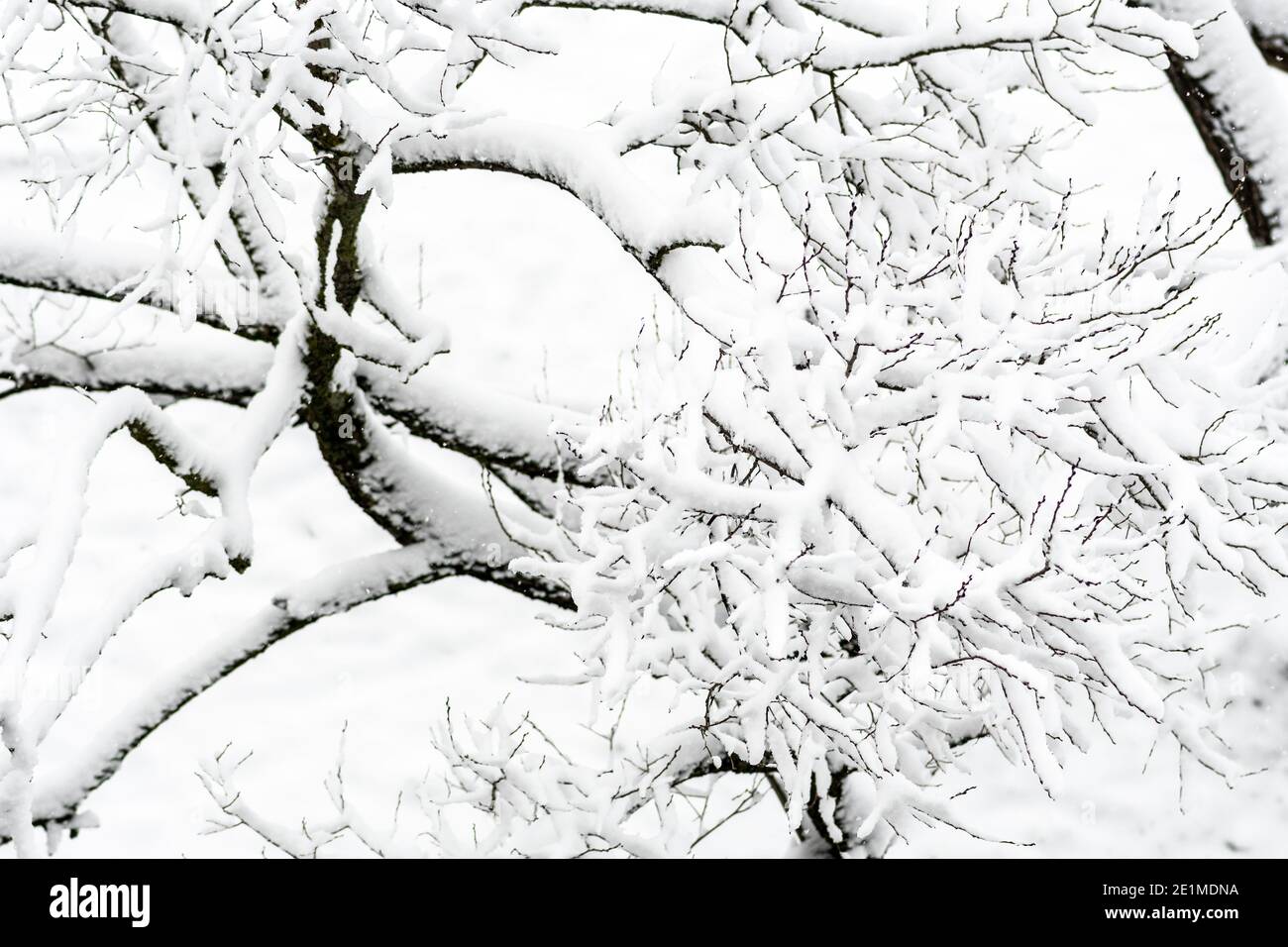 Meraviglioso paesaggio invernale bianco con alberi ricoperti di neve dopo nevicata Foto Stock