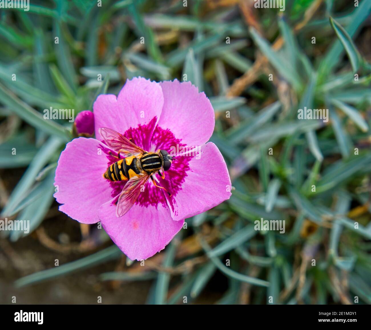 Il calciatore Hoverfly che si nuce in un fiore rosa Foto Stock