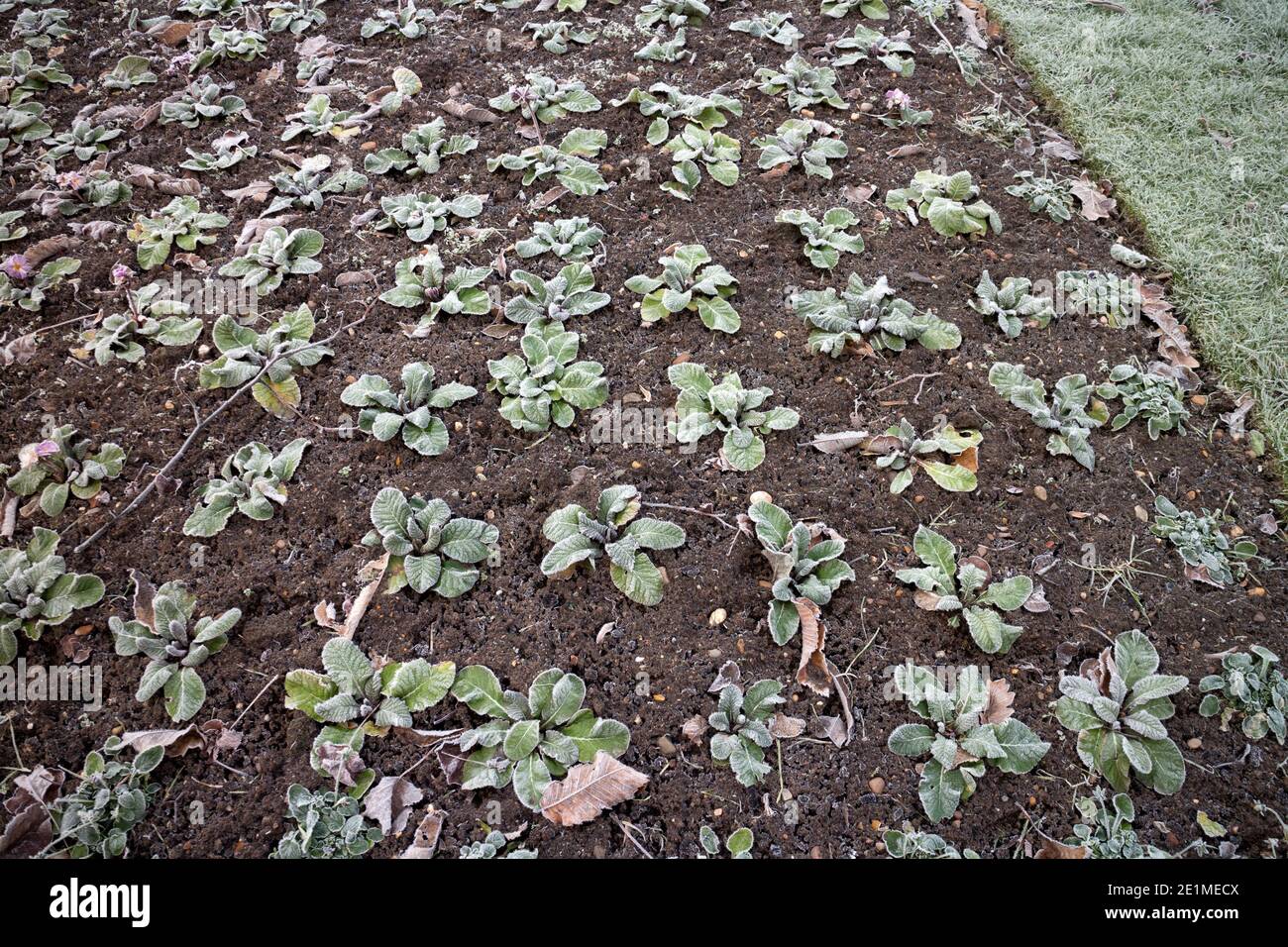 Un letto fiorito di piante di Primrose in una giornata gelida, Warwick, Regno Unito Foto Stock