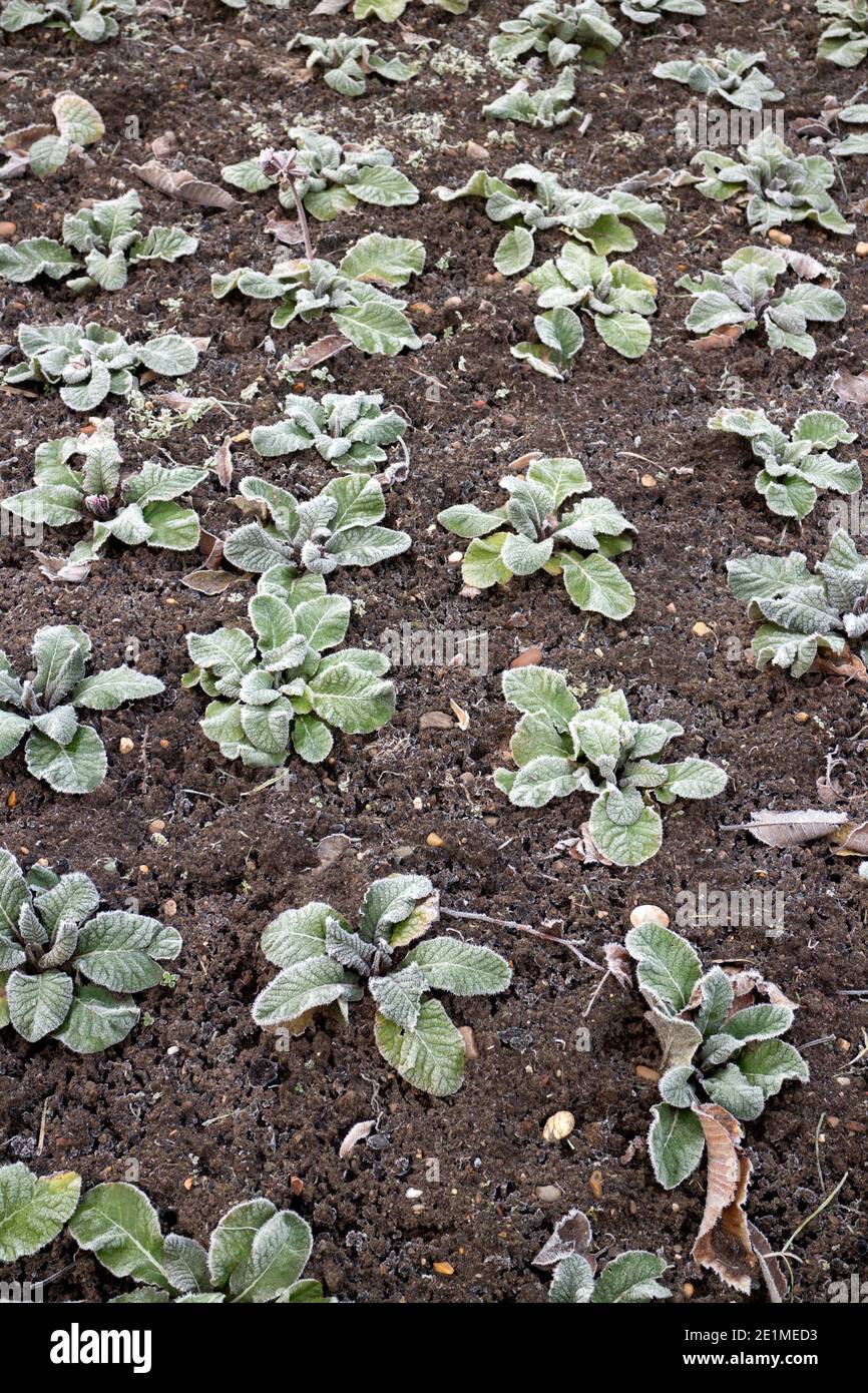 Un letto fiorito di piante di Primrose in una giornata gelida, Warwick, Regno Unito Foto Stock