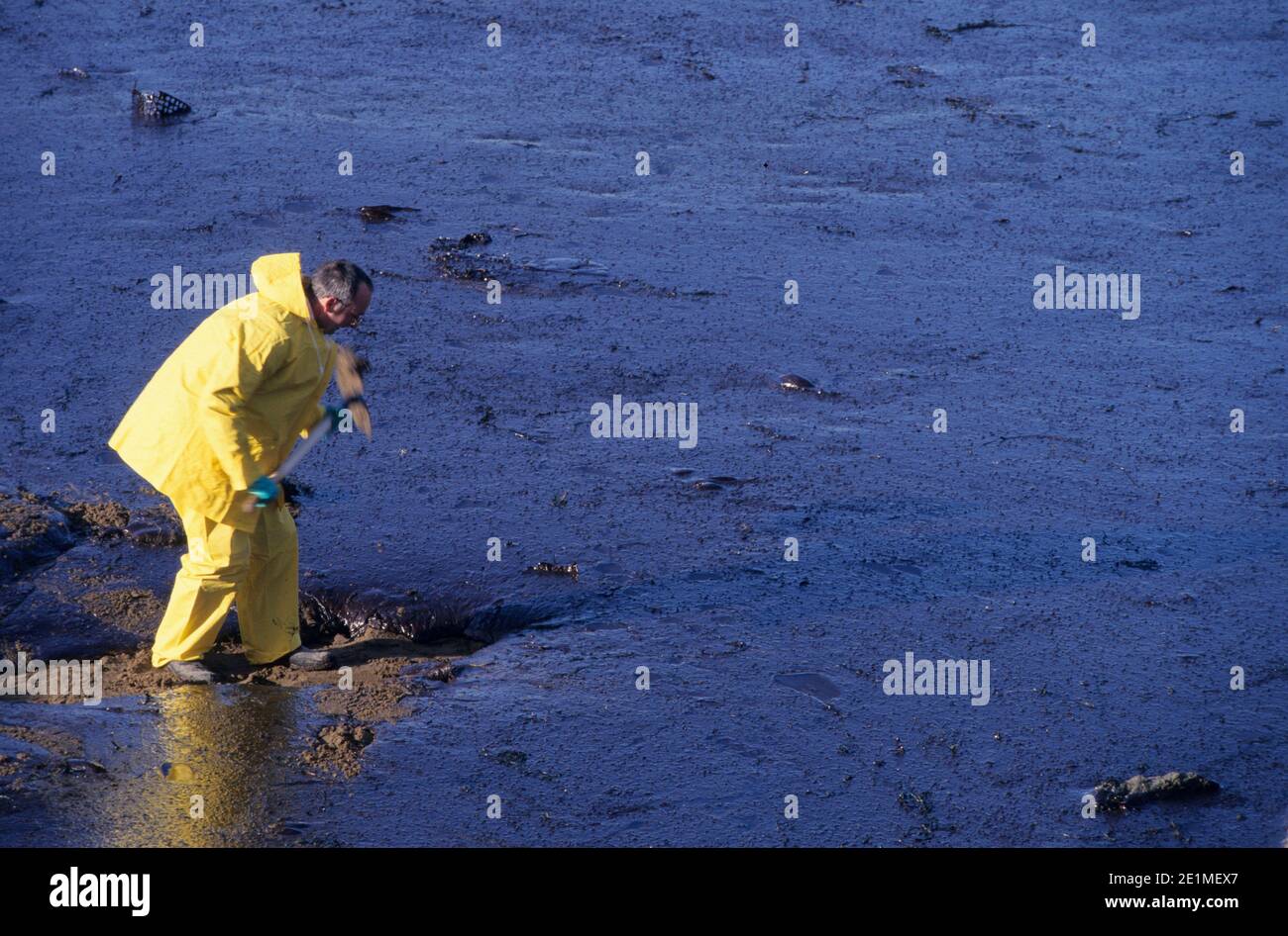 Fuoriuscita di petrolio causata dal naufragio della petroliera Erika: Pulizia delle spiagge e della zona costiera di Tharon (Francia nord-occidentale), mercoledì, dicembre Foto Stock