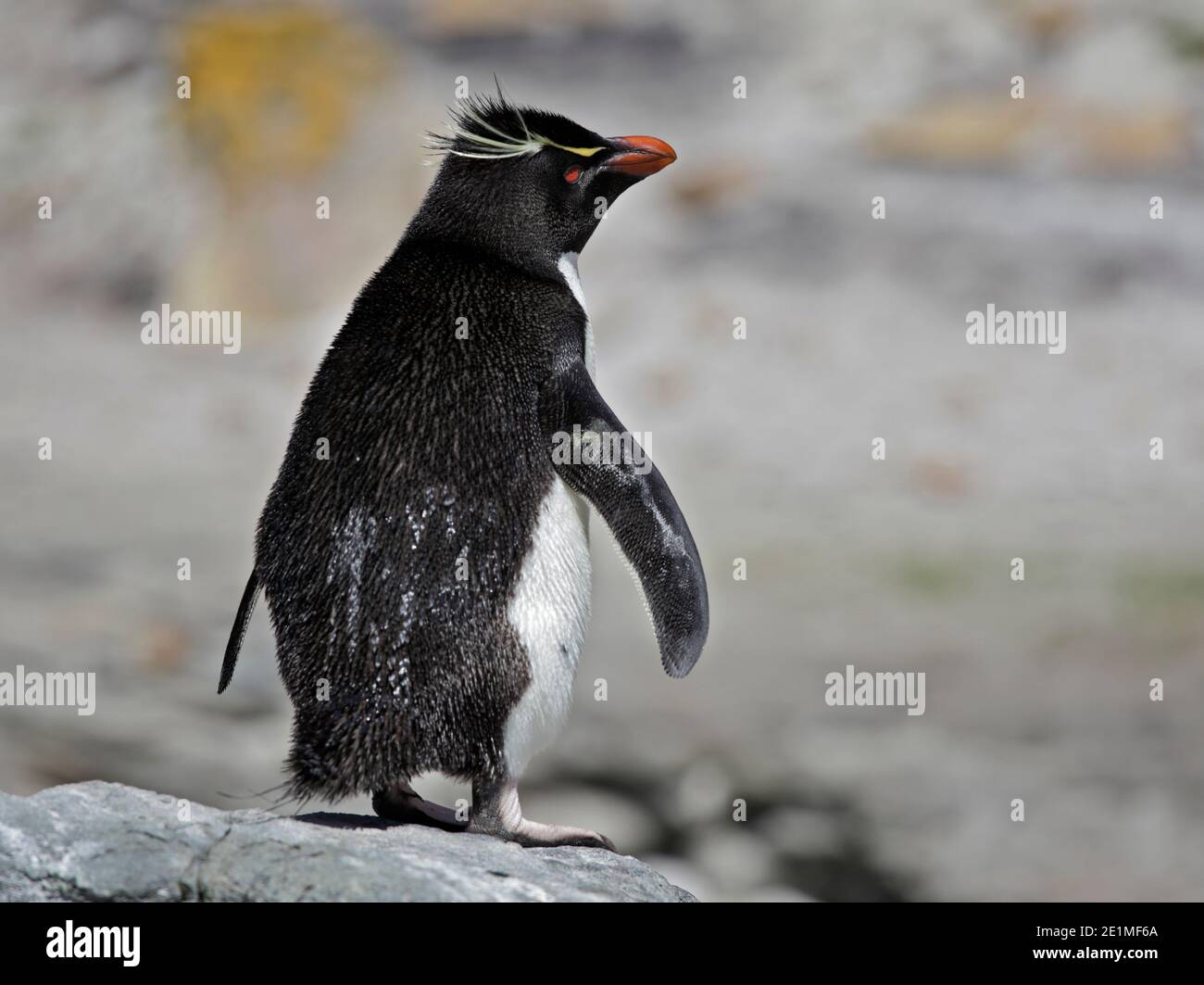 Pinguino saltaroccia (eudyptes chrysocome), Saunders Island, Falklands Foto Stock