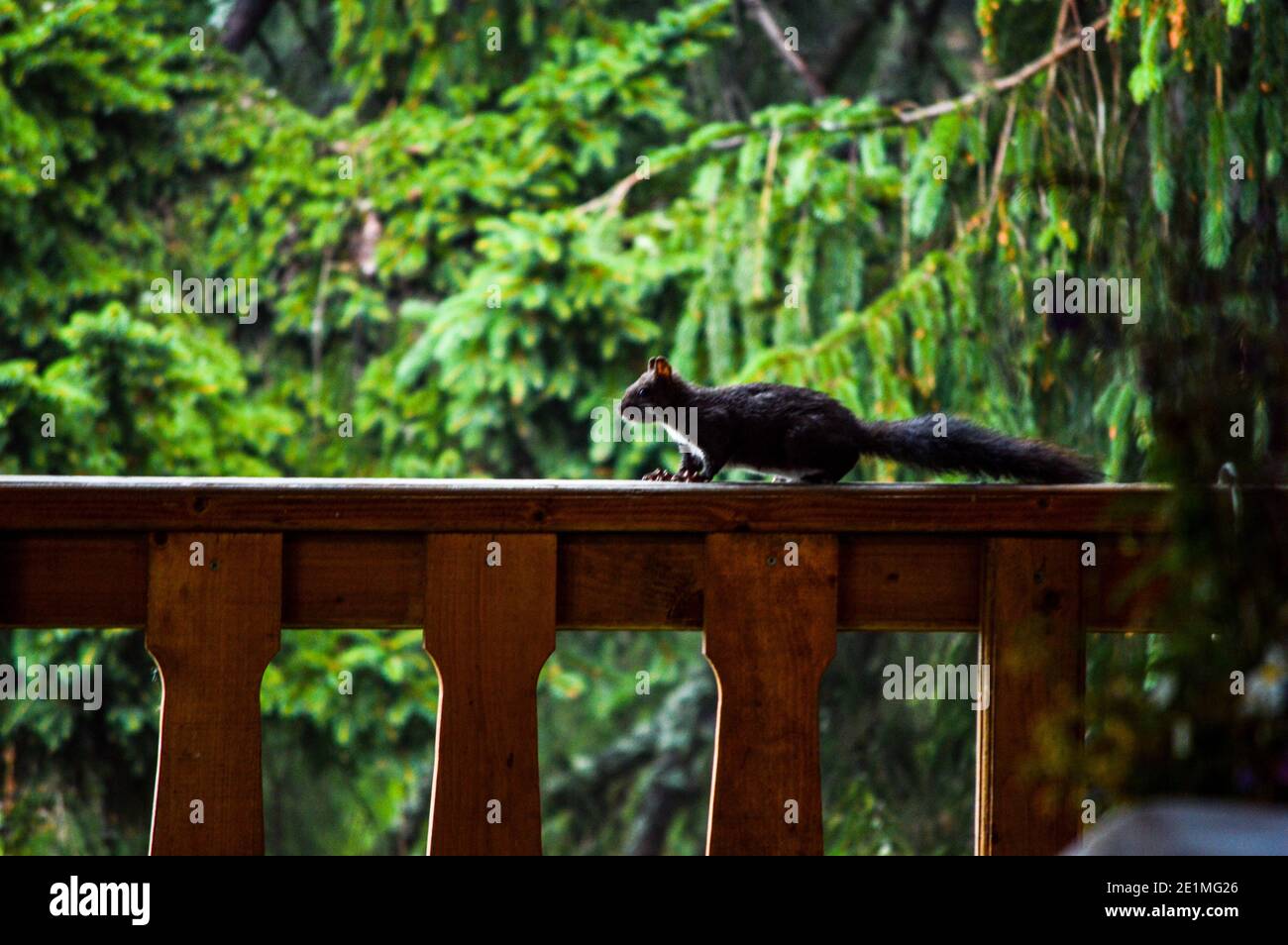 Curioso scoiattolo europeo di pelliccia rossa (sciurus vulgaris) correre intorno su ringhiera o ringhiera di legno ad una cabina nella foresta sempreverde Foto Stock