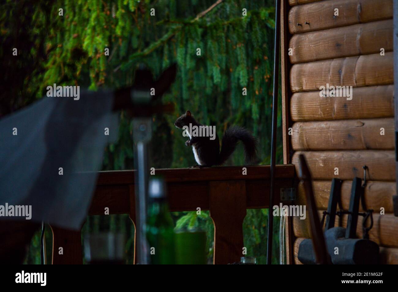 Curioso scoiattolo europeo di pelliccia rossa (sciurus vulgaris) correre intorno su ringhiera o ringhiera di legno ad una cabina nella foresta sempreverde Foto Stock