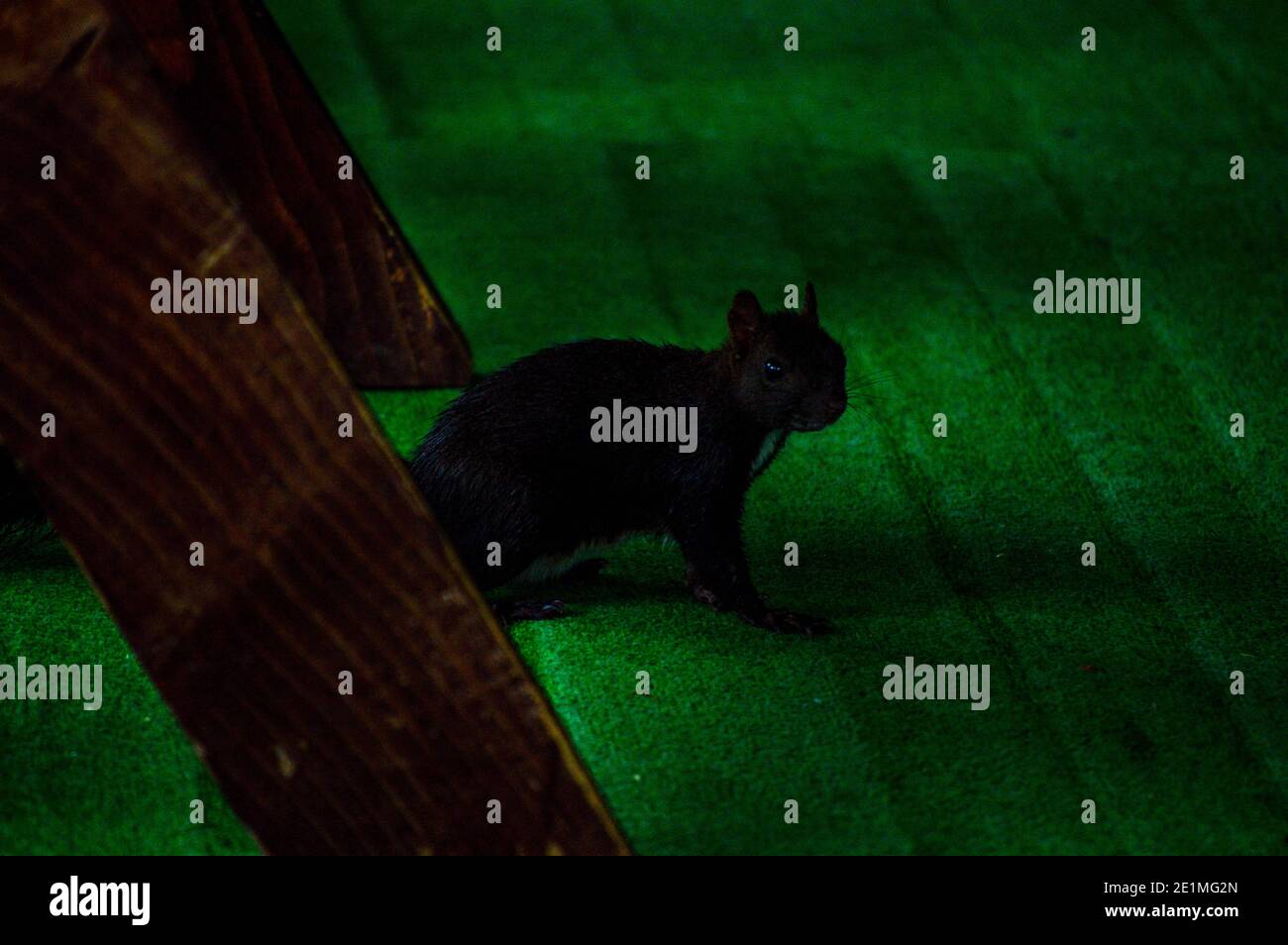 Scoiattolo europeo pelliccia rossa (sciurus vulgaris) correre intorno su moquette verde a cabina nel bosco Foto Stock