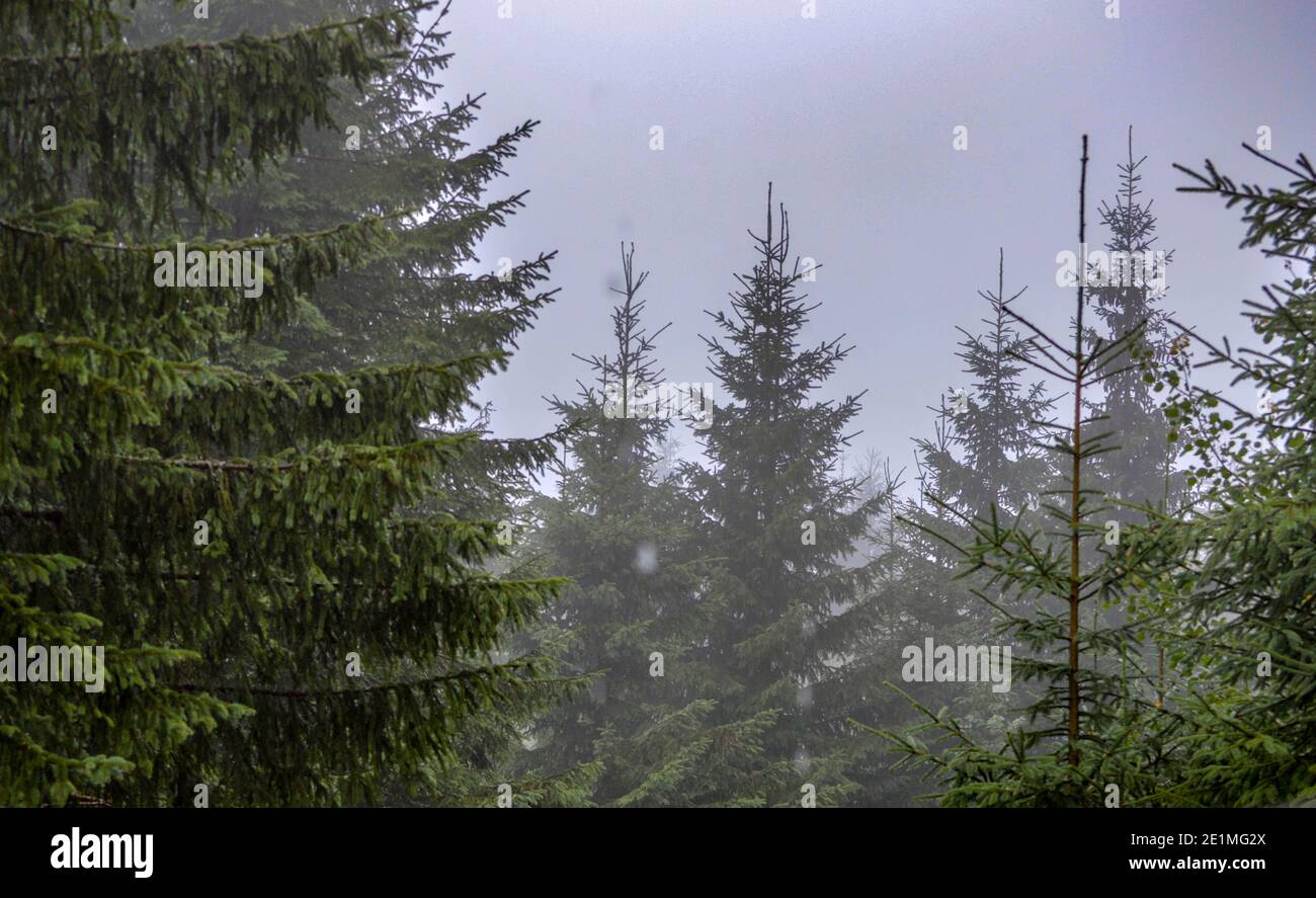 Inquietante paesaggio invernale in montagne foggose con sempreverde o pinete creando un'atmosfera misteriosa , immagine forestale europea conifera Foto Stock