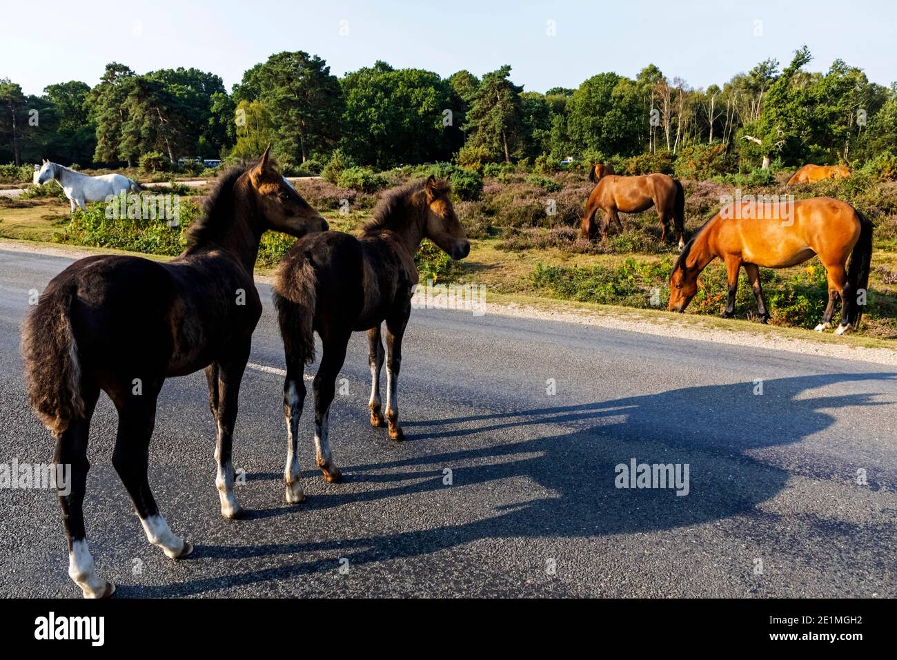 Inghilterra, Hampshire, New Forest, pony su strada vicino Lyndhurst Foto Stock