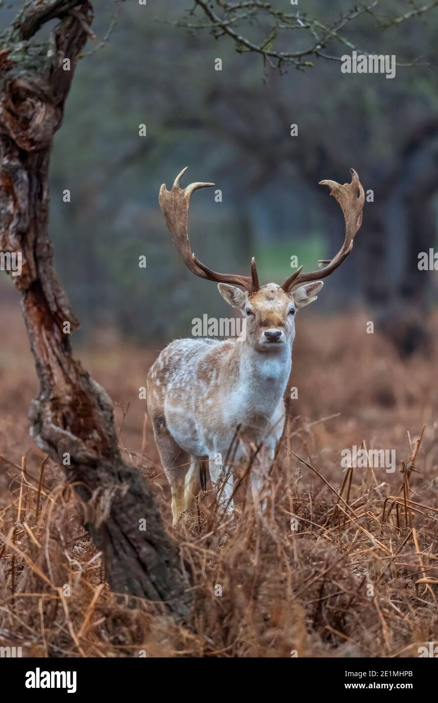 Cervo giovane che mostra nuove formiche Foto Stock