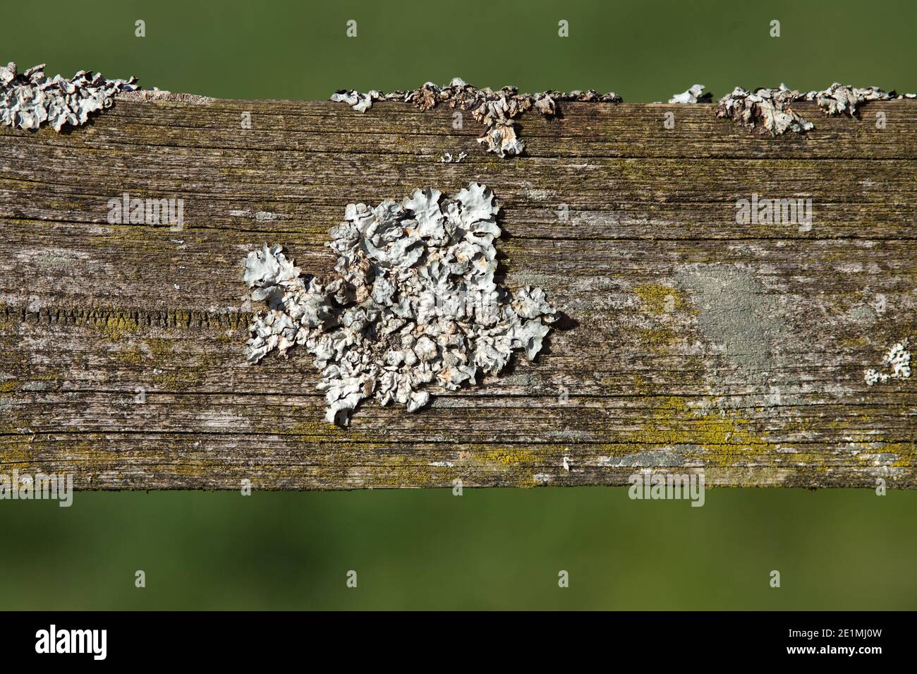 lichene su legno. Parmelina pastigliera Foto Stock