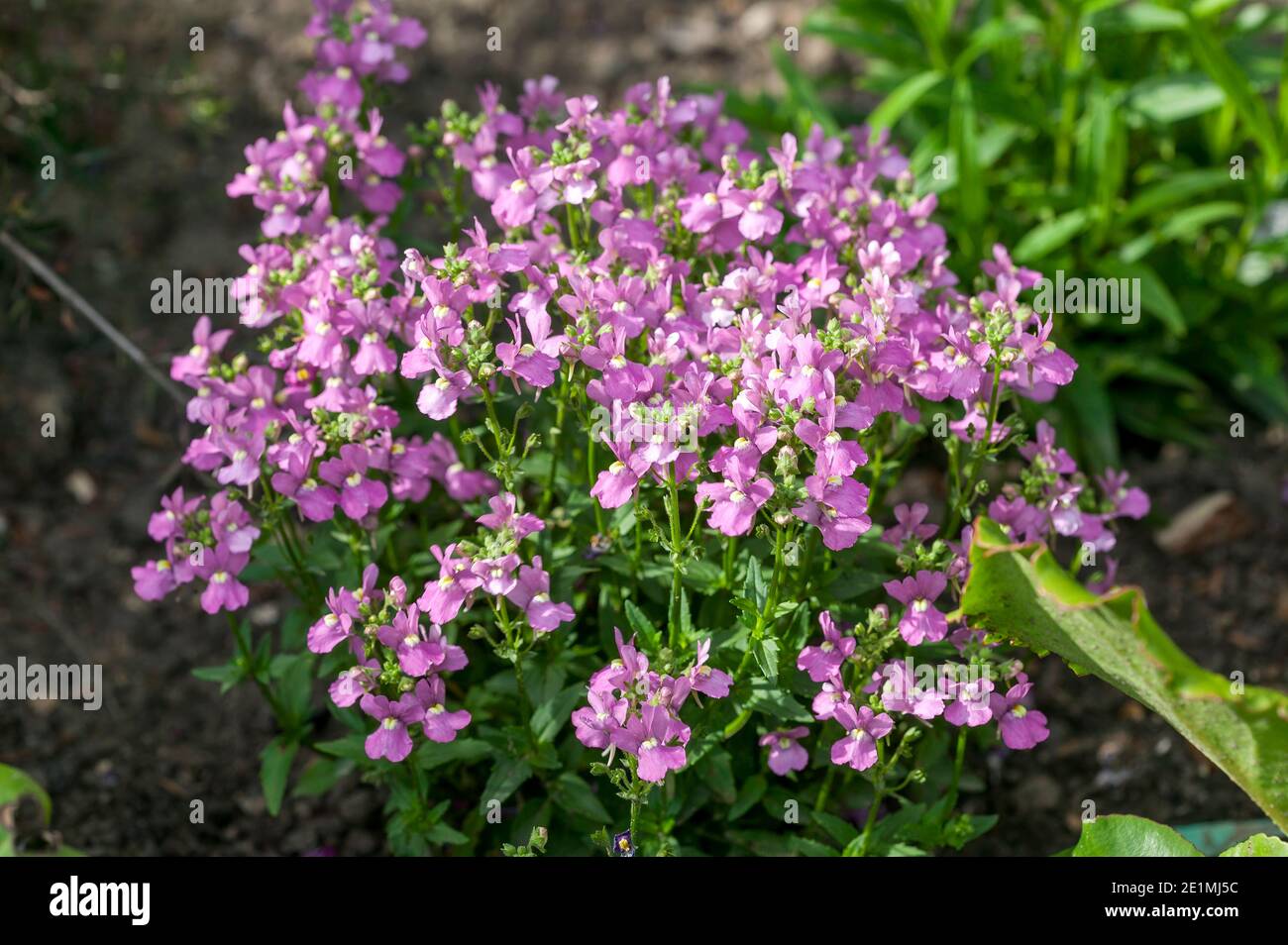 Nemesia 'Fleuron' una pianta fiorente estiva con un fiore rosa blu d'estate che apre in maggio a settembre, foto stock Foto Stock