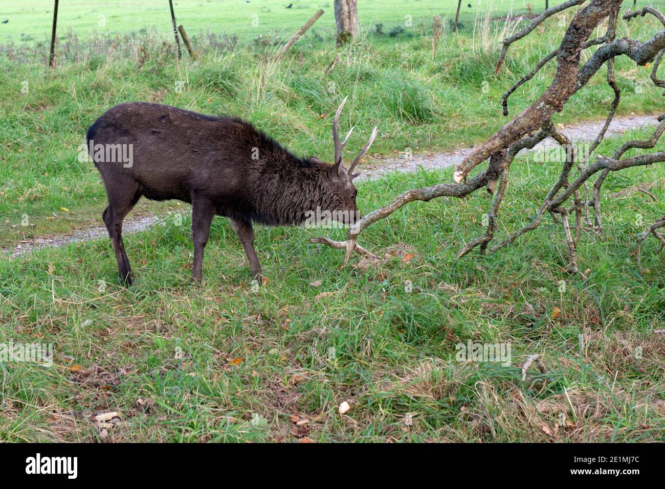 Malghe Sika Deer o Cervus Nippon o capriolo giapponese sniffing il terreno durante la stagione del rut dei cervi, Killarney National Park, County Kerry, Irlanda Foto Stock