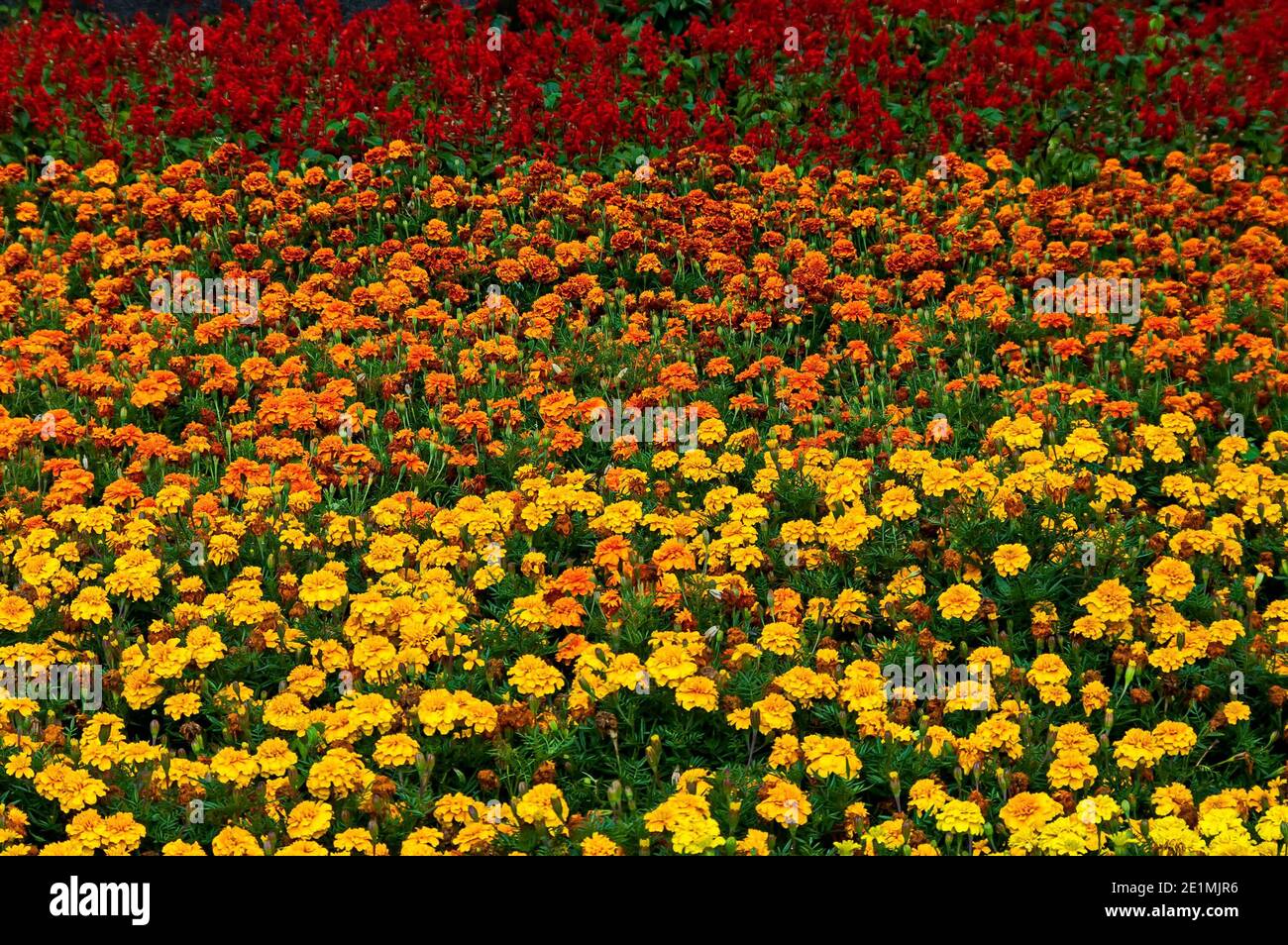 Campo di marigold giallo e arancio e salvia splendens, Scarlet Sage o Tropical Sage nel giardino estivo, Sofia, Bulgaria Foto Stock