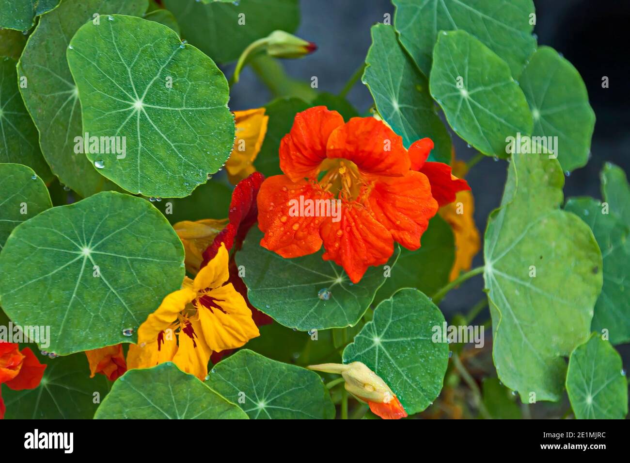 Fiore di nasturzio, grezza indiana o tropaolum majus nel giardino estivo, Jeleznitsa, Bulgaria Foto Stock