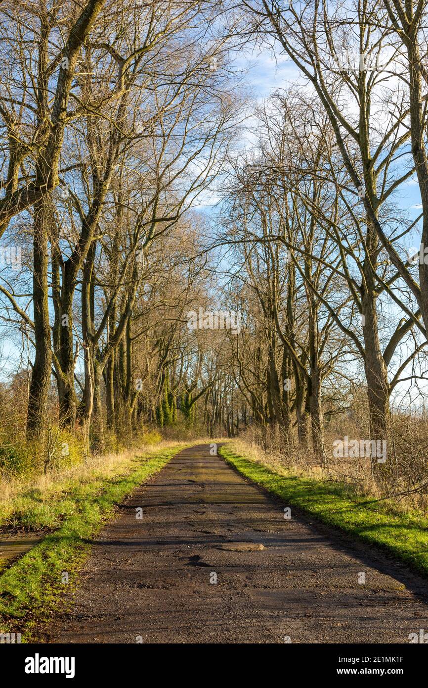 Ingresso strada alberata da alberi di cenere in inverno, ex RAF Yatesbury, Wiltshire, Inghilterra, Regno Unito Foto Stock
