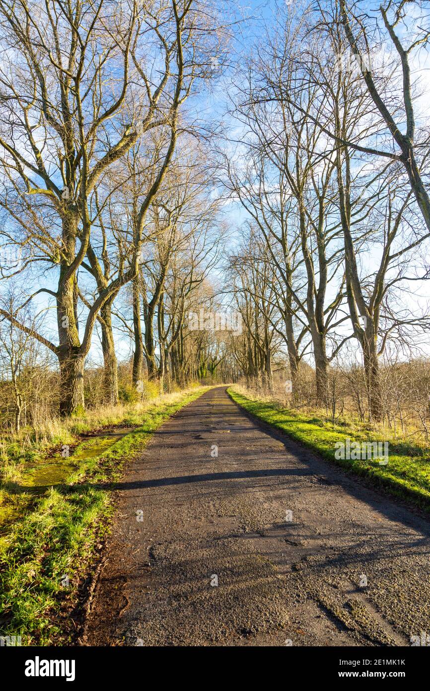 Ingresso strada alberata da alberi di cenere in inverno, ex RAF Yatesbury, Wiltshire, Inghilterra, Regno Unito Foto Stock