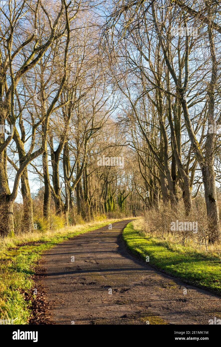 Ingresso strada alberata da alberi di cenere in inverno, ex RAF Yatesbury, Wiltshire, Inghilterra, Regno Unito Foto Stock