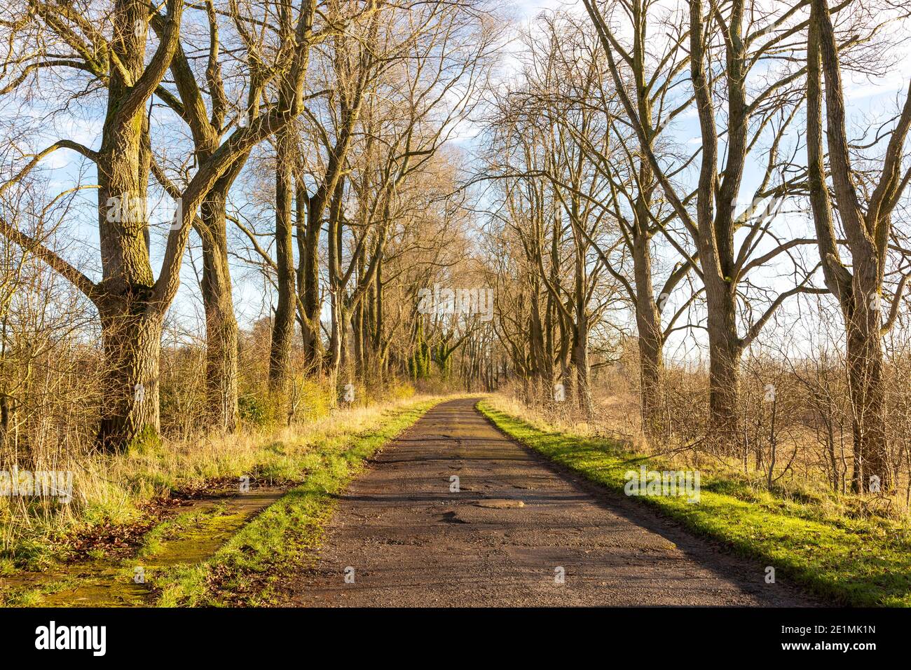 Ingresso strada alberata da alberi di cenere in inverno, ex RAF Yatesbury, Wiltshire, Inghilterra, Regno Unito Foto Stock