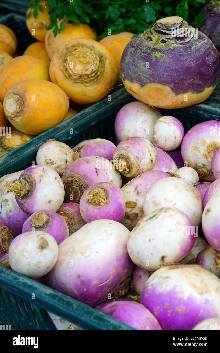 Coloratissimo vegetale di rapa viola e arancione in un mercato invernale Foto Stock