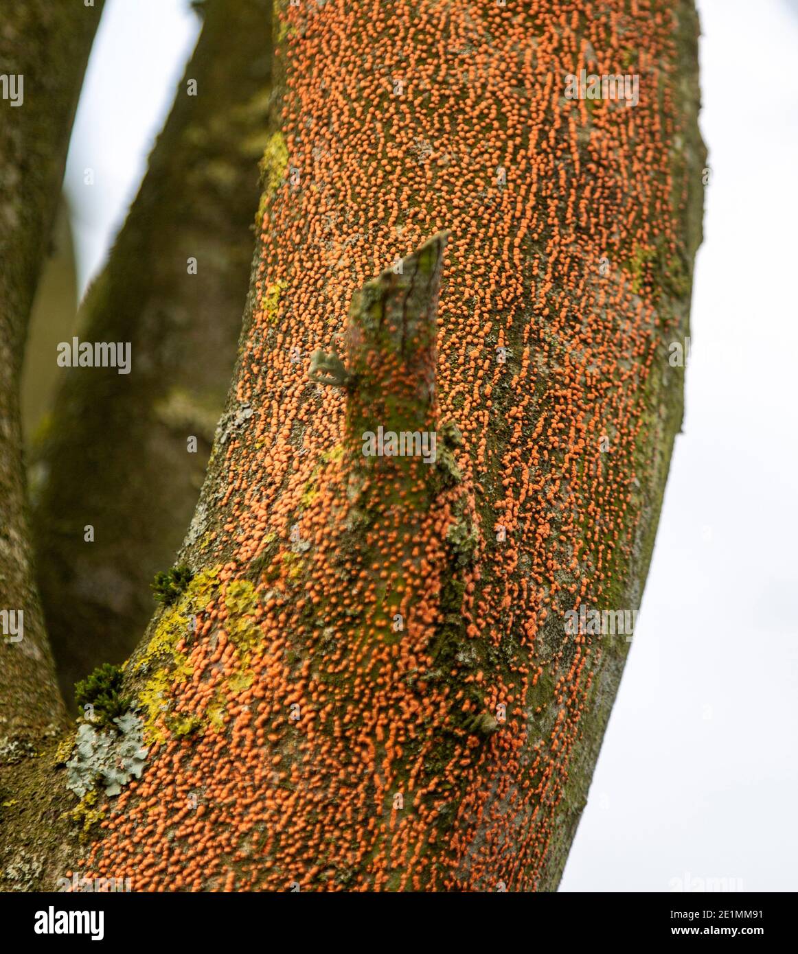 Macchie arancioni causate da Coral Spot fungo malattia, NECTRIA cinabarina, ramo albero in inverno, Regno Unito Foto Stock