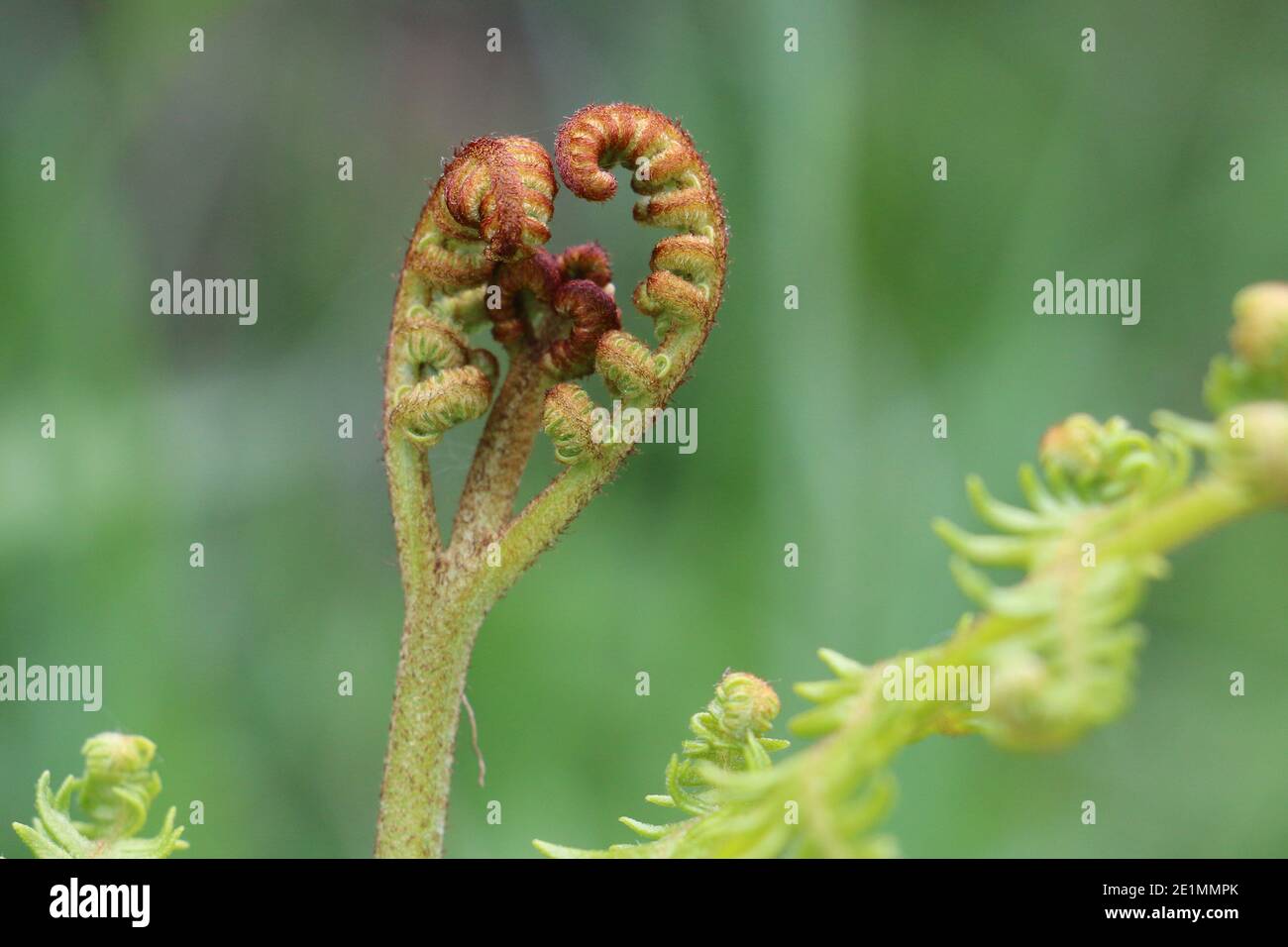 Bracken unfurling fern frontd, aquila felce, Pteridium aquilinum, avvolta su uno sfondo verde naturale, closeup Foto Stock