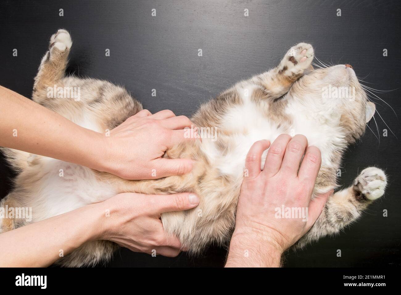 Tre mani abbracciano e carezzano il gatto, che giace soddisfatto e rilassato sul tavolo nero. Foto Stock