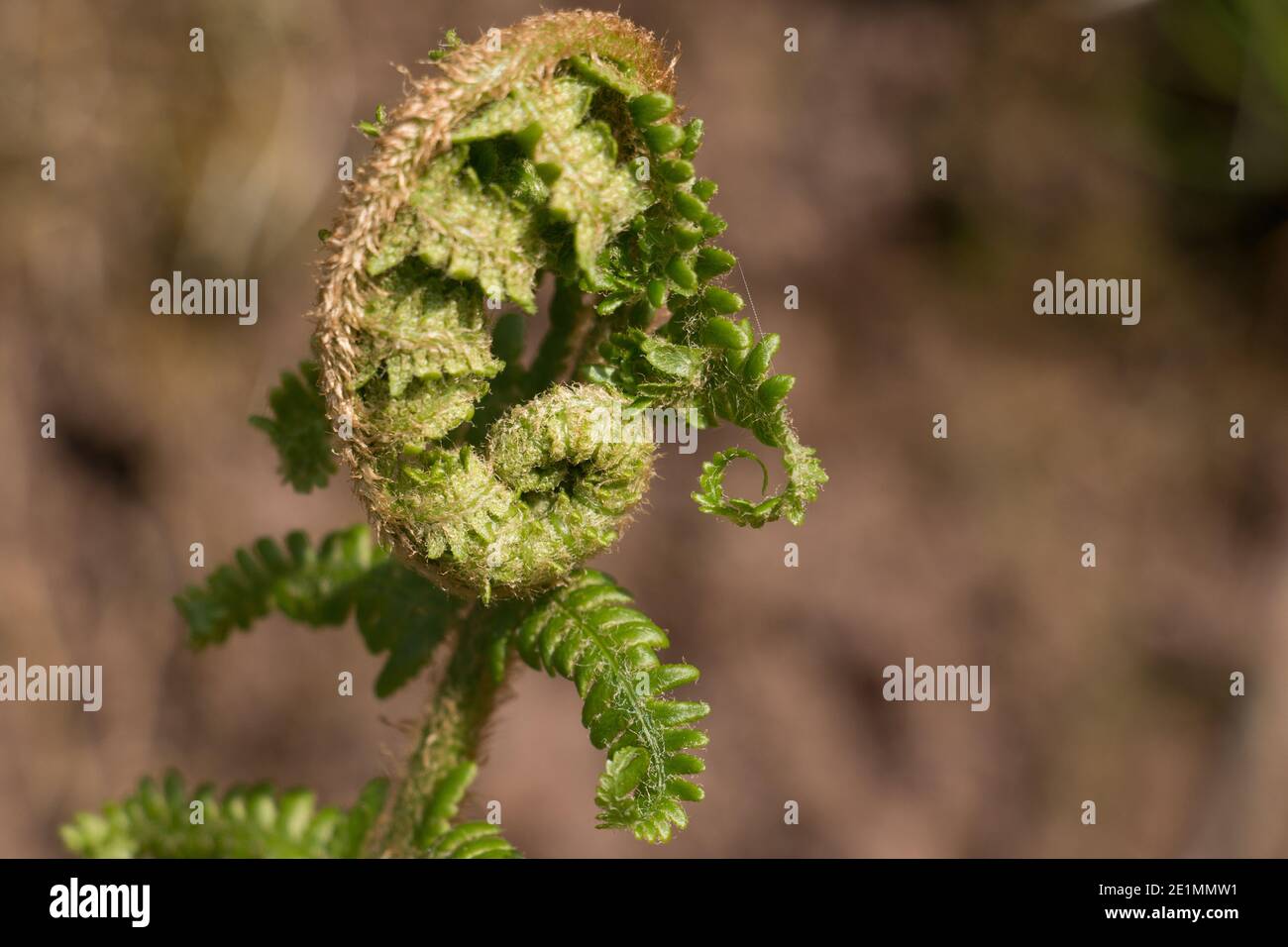 Verde corazzato bracken felce frontone, aquila felce, Pteridium aquilinum, sformarsi su uno sfondo naturale offuscato, primo piano Foto Stock