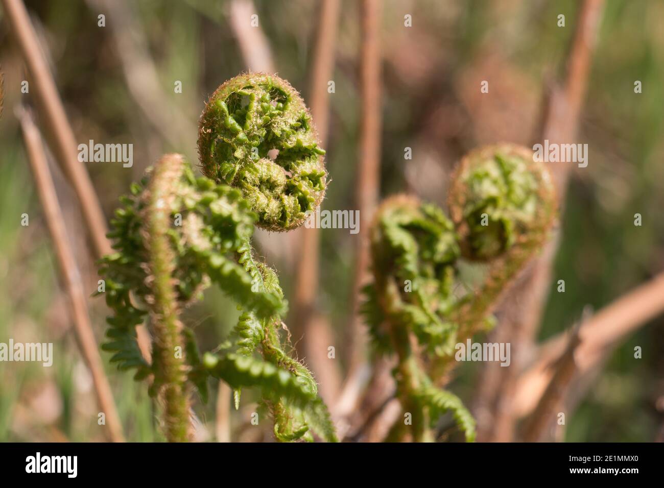 Verde corazzato bracken felce fronds, aquila felce, Pteridium aquilinum, unfurling su uno sfondo naturale sfocato, primo piano Foto Stock