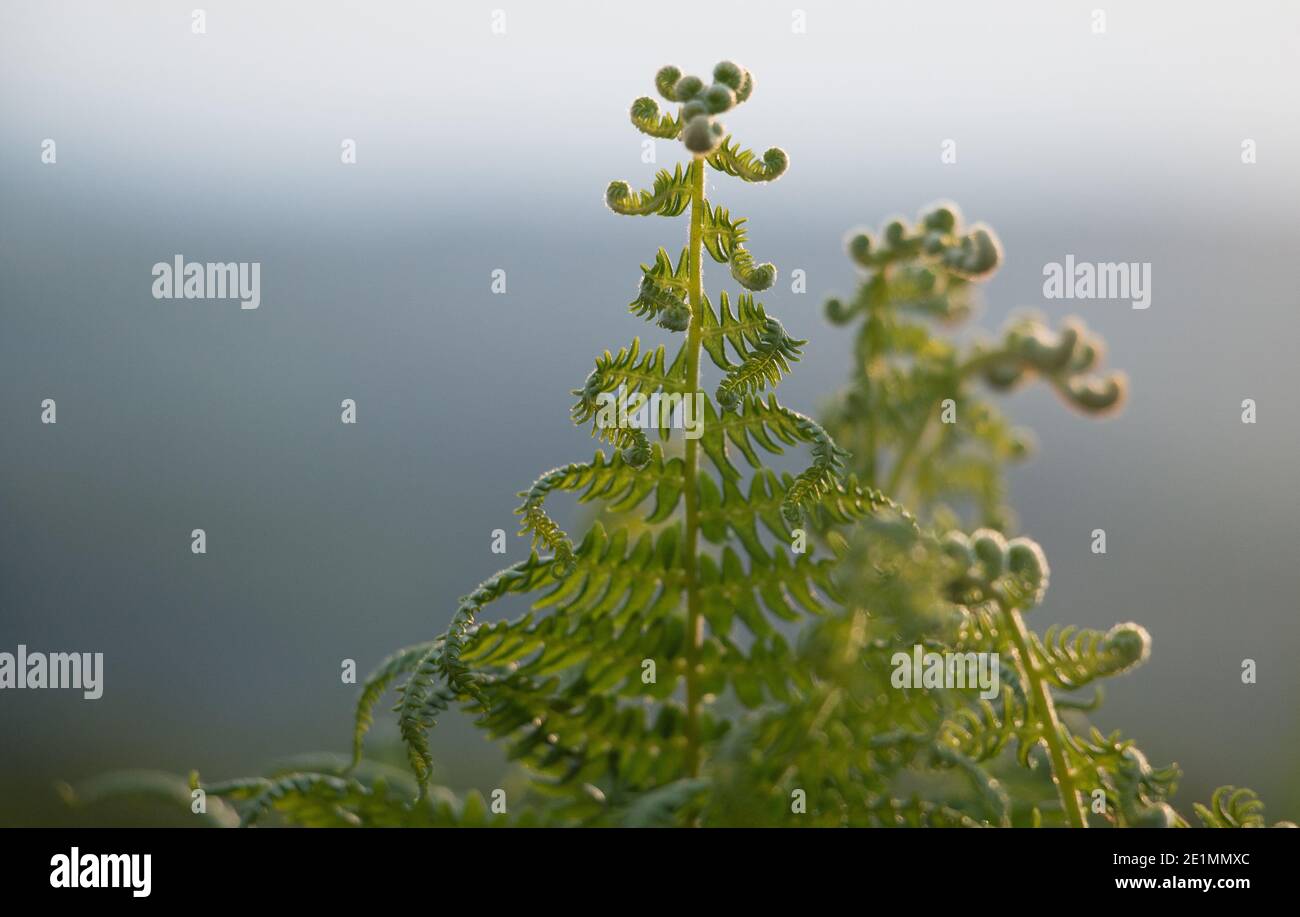 Bracken verde foglie di felce, aquila felce, Pteridium aquilinum, unfurling in primavera su uno sfondo grigio naturale, primo piano Foto Stock