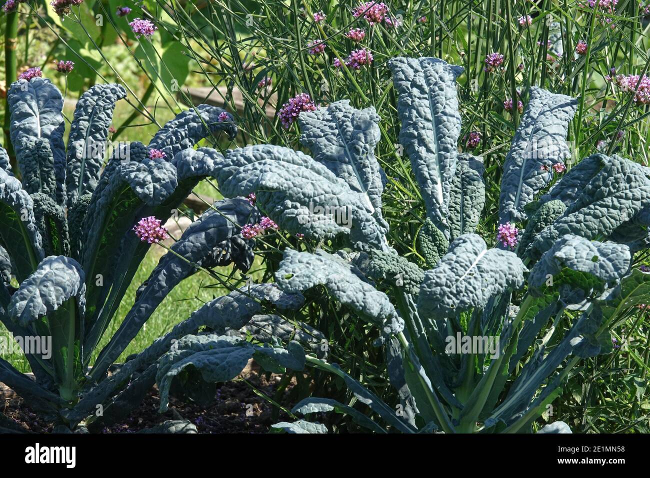 Coltivazione del kale in giardino erbaceo verbena, cavolo nero di Toscana Brassica oleracea Foto Stock