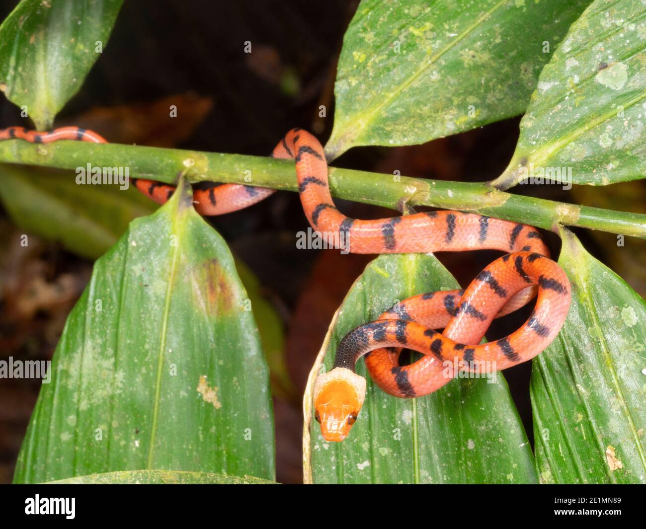 Serpente piatto tropicale giovanile (Siflophis compressus) Nella foresta pluviale di notte n l'Amazzonia ecuadoriana Foto Stock