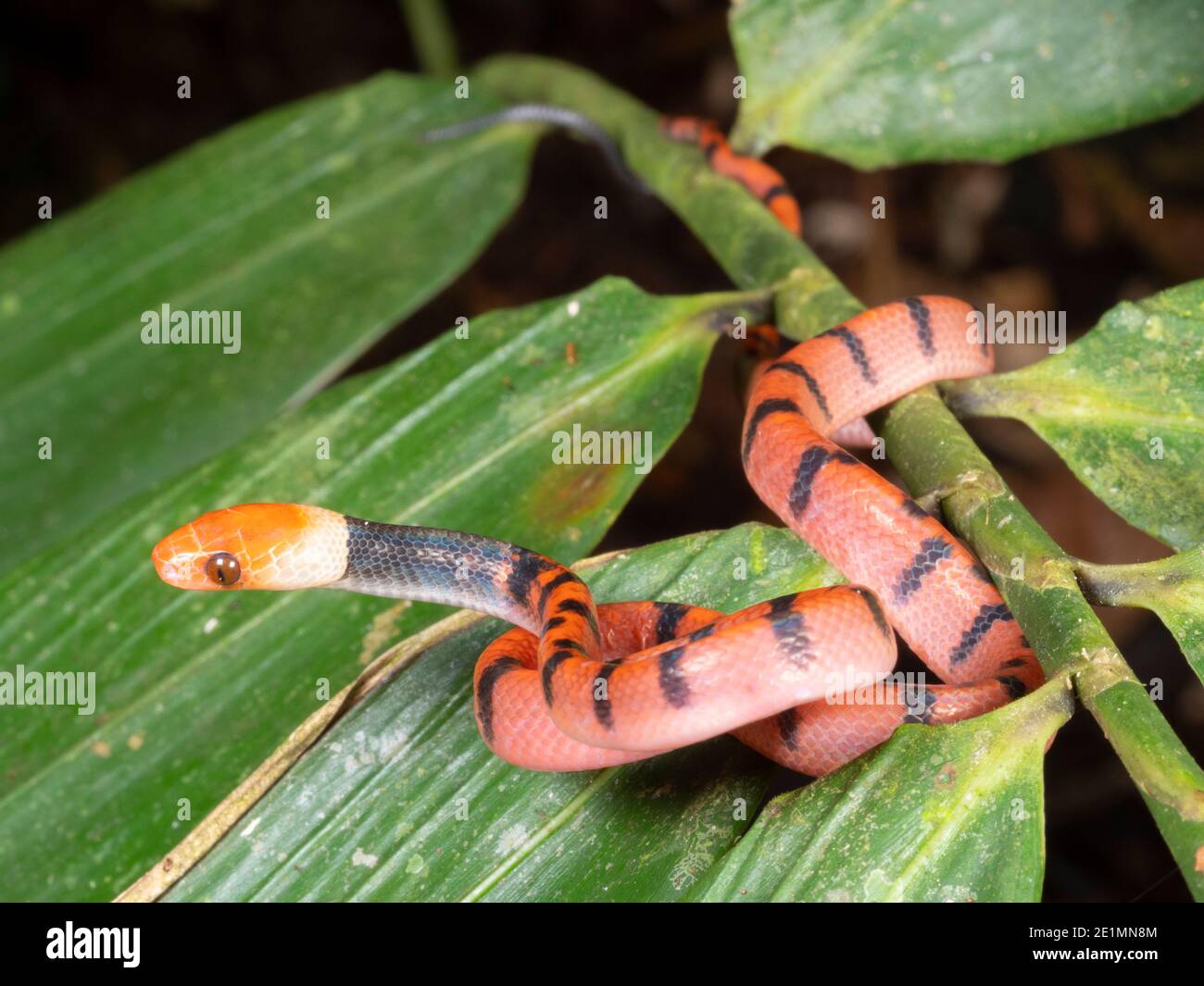 Serpente piatto tropicale giovanile (Siflophis compressus) Nella foresta pluviale di notte n l'Amazzonia ecuadoriana Foto Stock