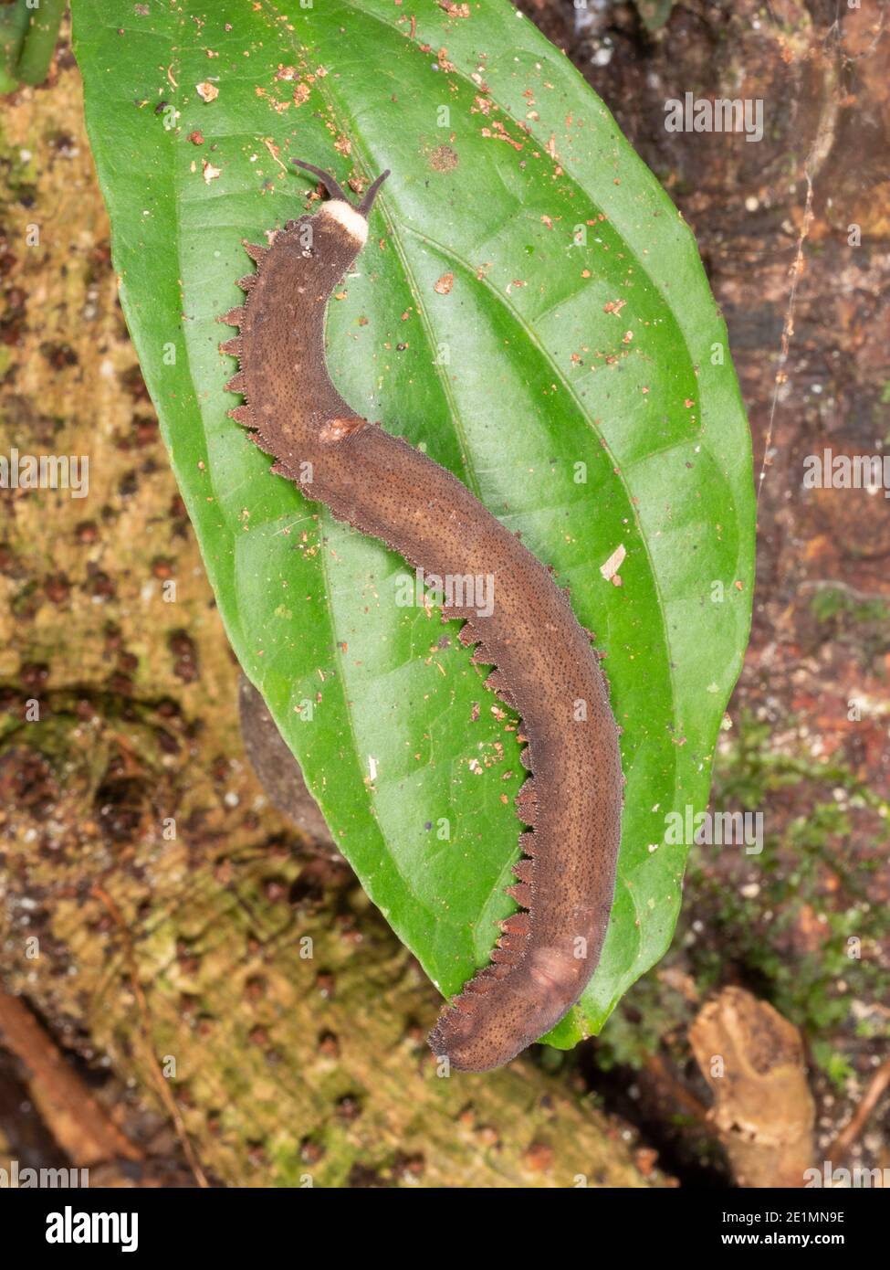 Peripatus o Velvet Worm (Onychophora) che arrampicano nella vegetazione della foresta pluviale Di notte in Ecuador Foto Stock