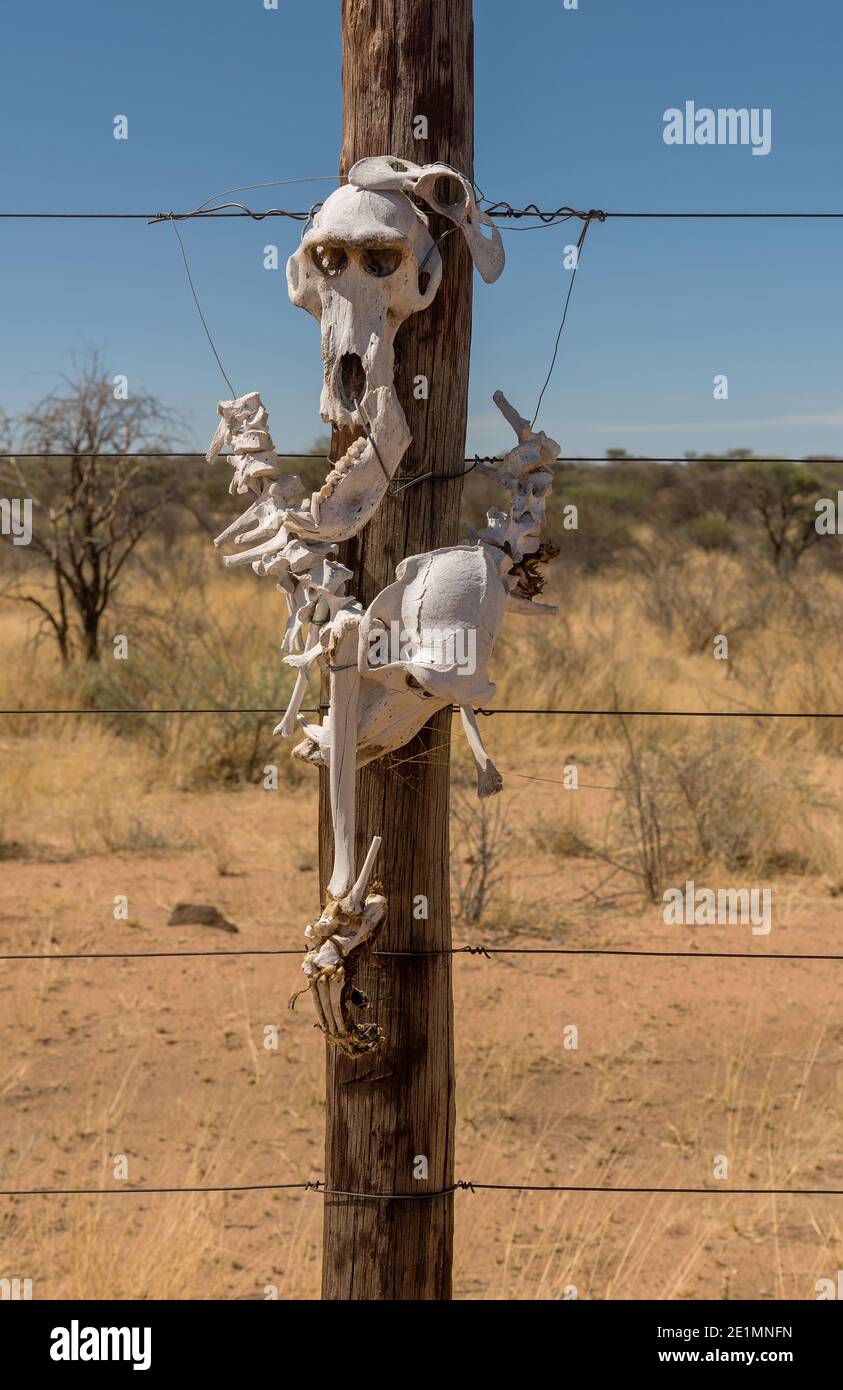 Scheletro di baboon attaccato ad un palo di legno di una recinzione Foto Stock