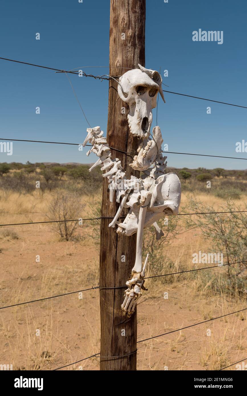 Scheletro di baboon attaccato ad un palo di legno di una recinzione Foto Stock