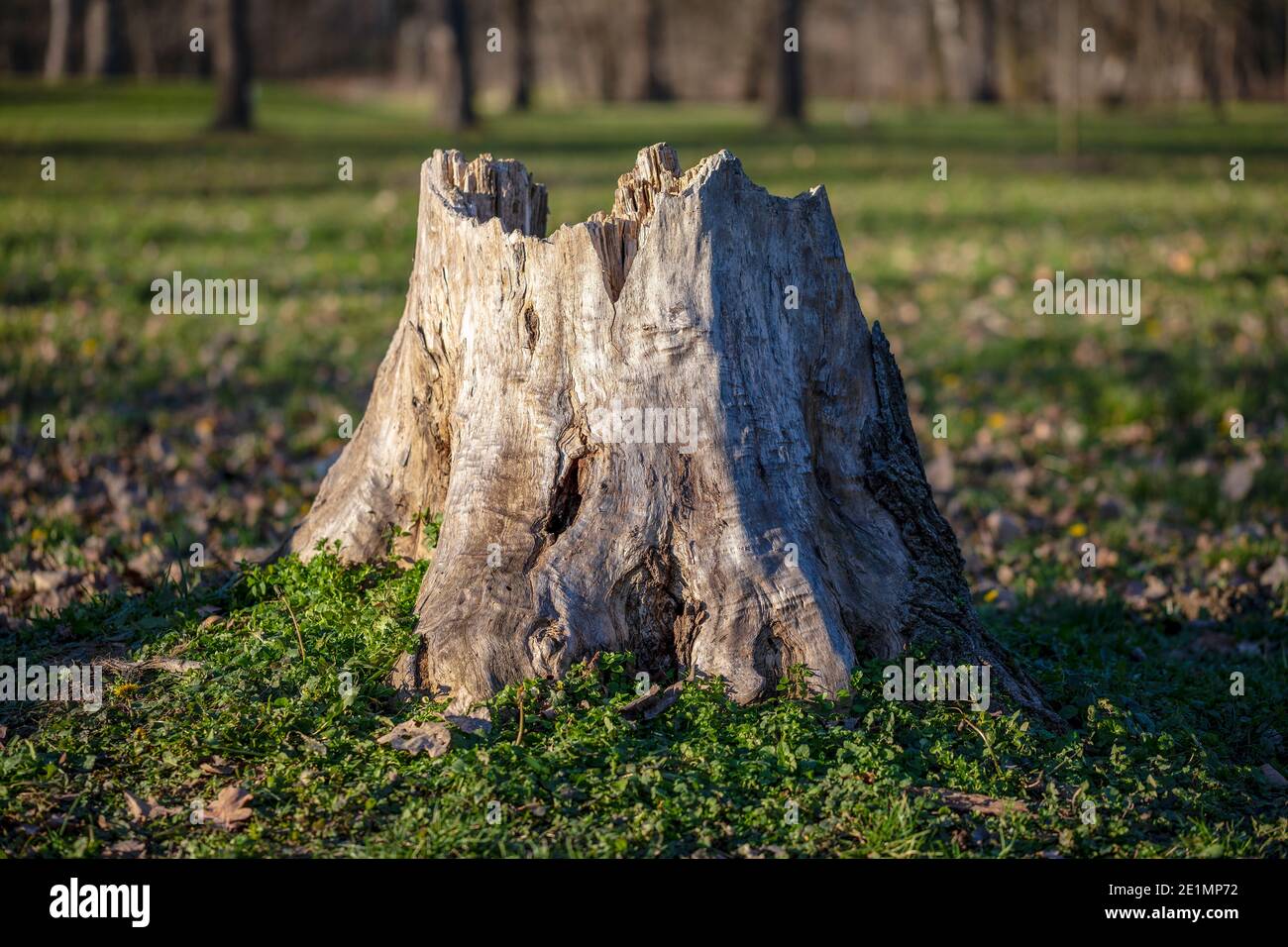 Vecchio ceppo di albero intemperie che marcisce nella foresta. Foto Stock Vecchio ceppo di albero intemperie che marcisce nella foresta. Foto Stock